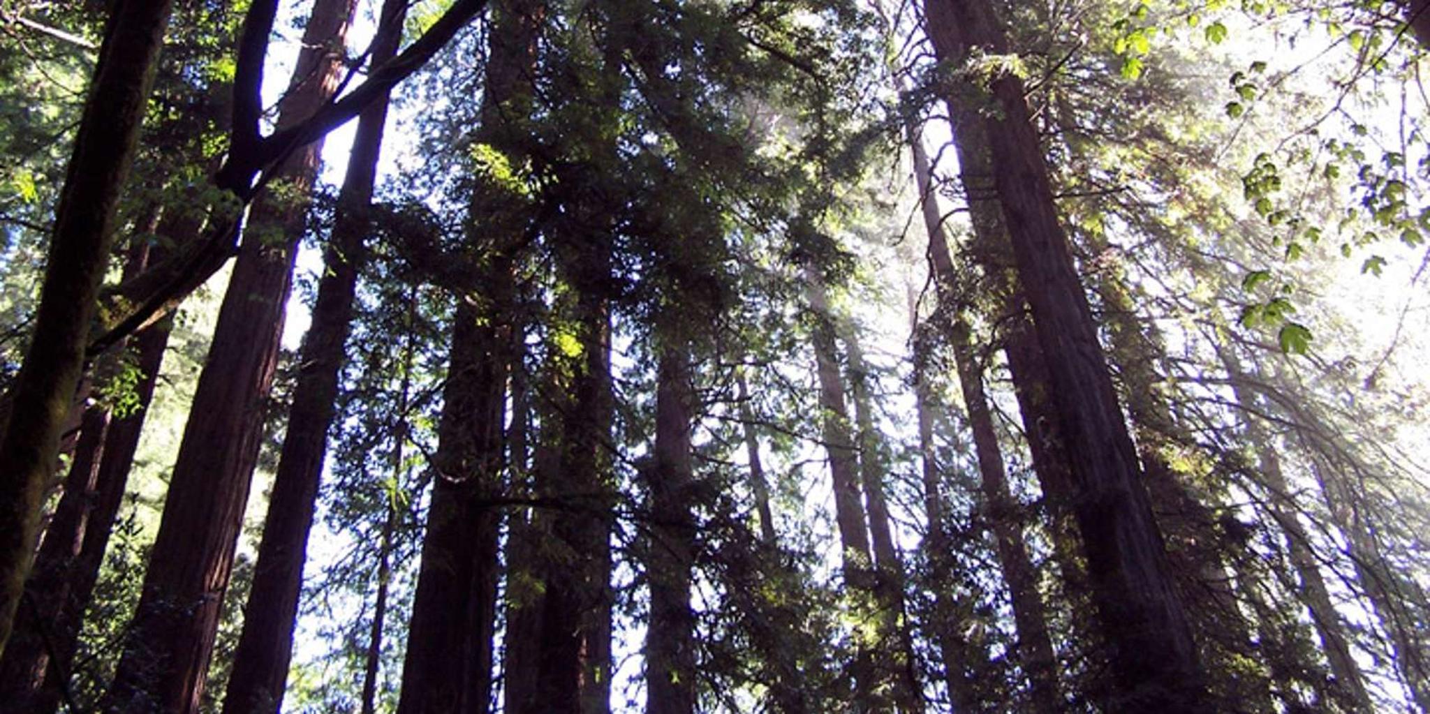 San Francisco Muir Woods and Hop-On Hop-Off Tour - Image 3