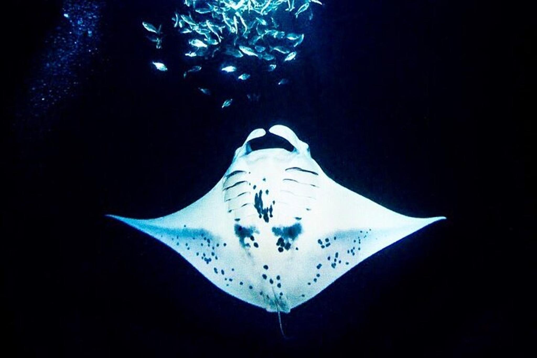 Kailua-Kona Manta Ray Night Snorkel
