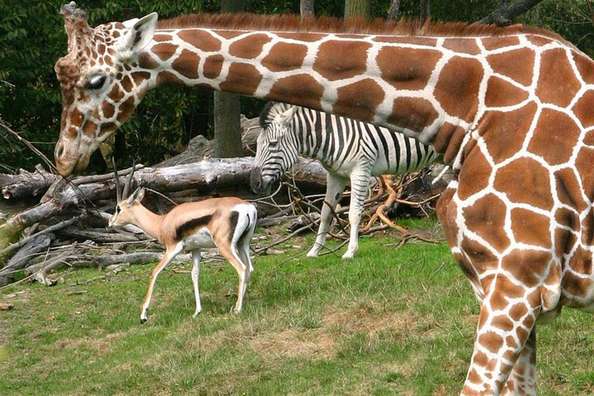 Seattle Woodland Park Zoo Admission - Image 1