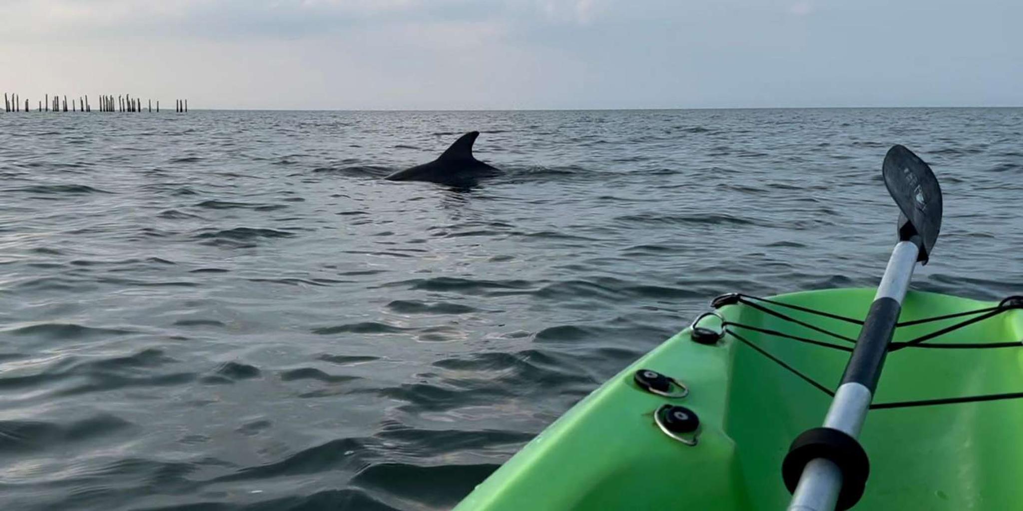 Virginia Beach Dolphin Kayak Tour - Image 4
