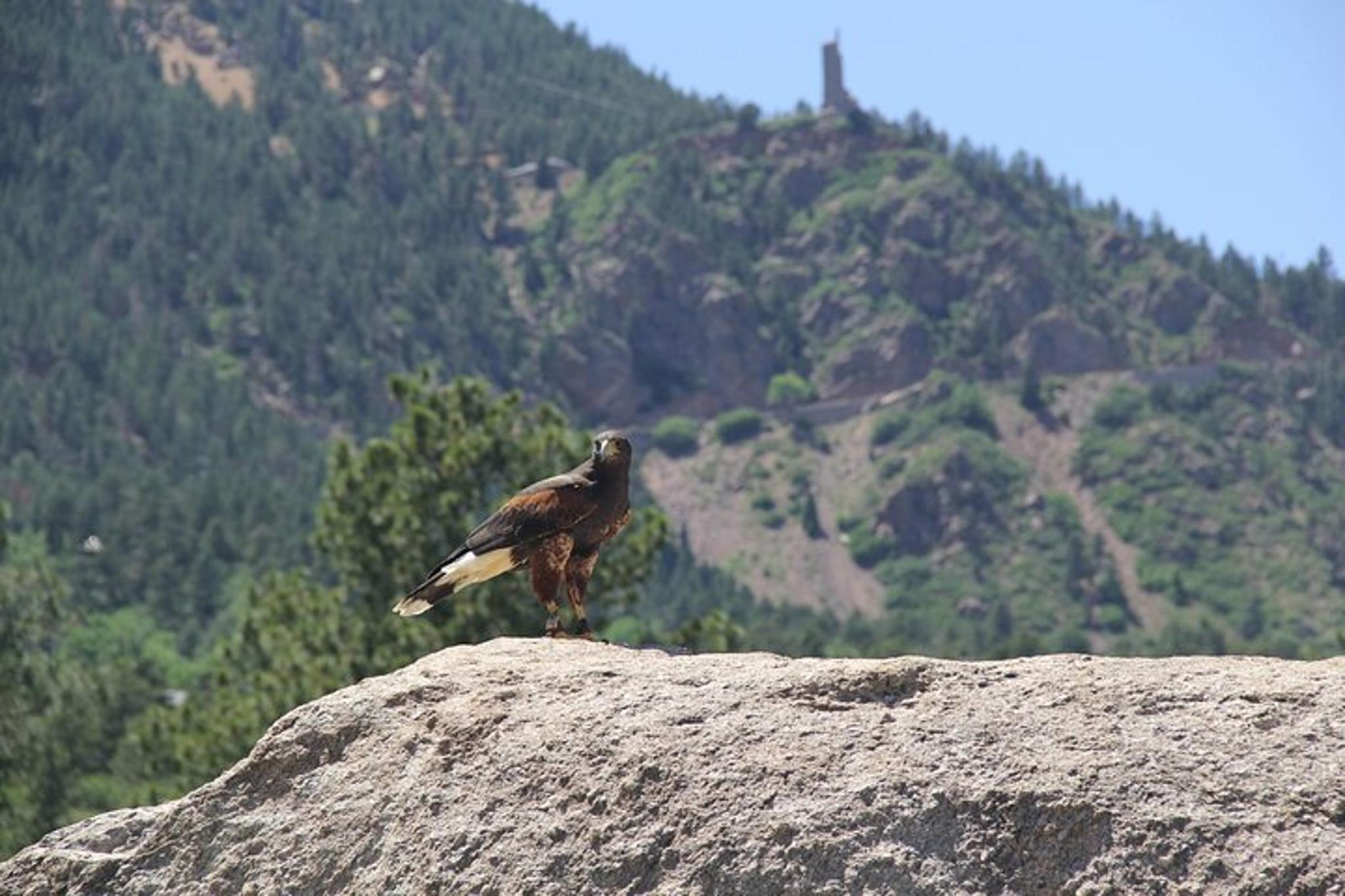 Colorado Springs Falconry Class and Demonstration 90 min