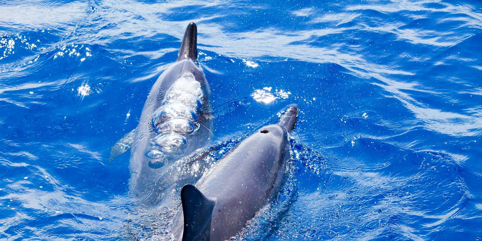Maui Snorkeling Adventure at Molokini and Turtle Sites - Image 5