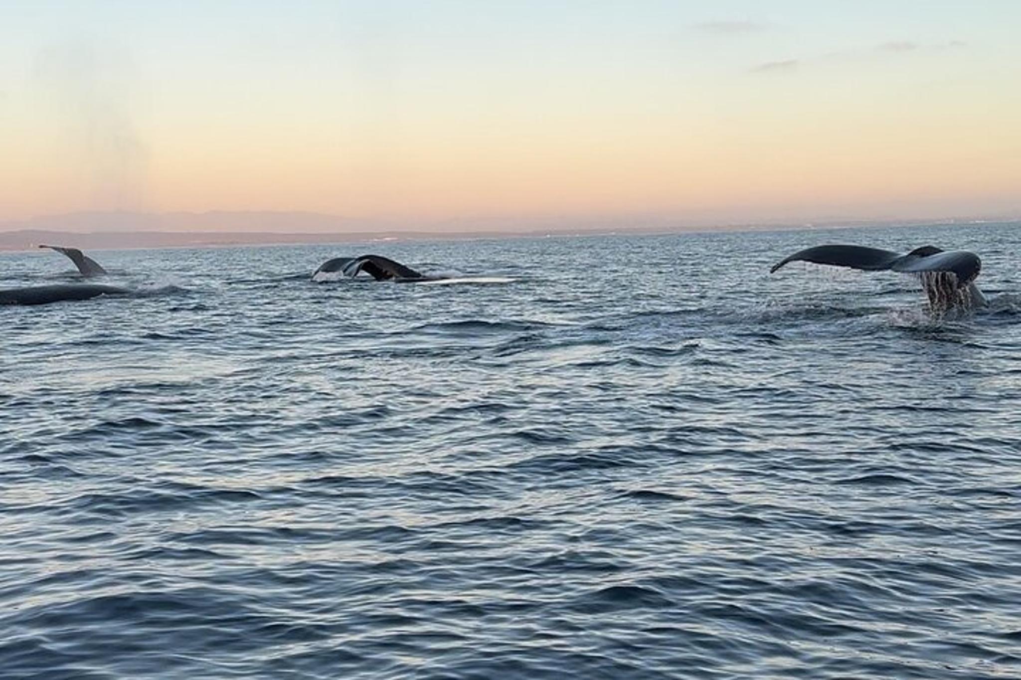 Oceanside Whale Watching Tour 2.5 hr - Image 2