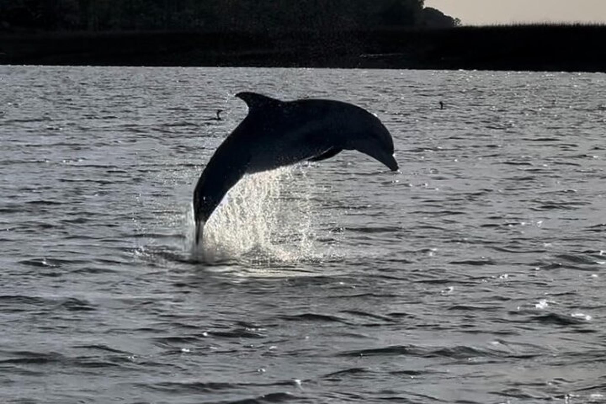 Charleston Dolphin and Eco Boat Tour - Image 2
