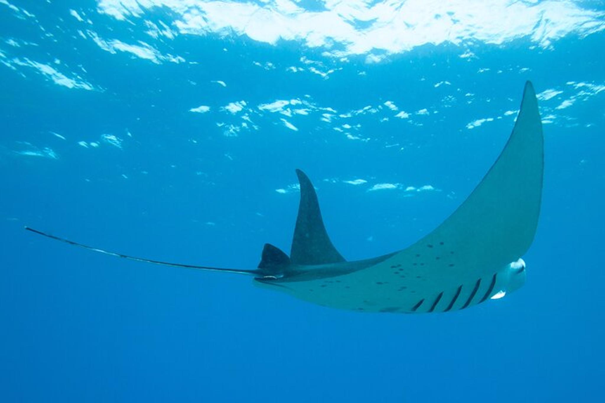 Kailua Kona Manta Ray Night Snorkel - Image 4
