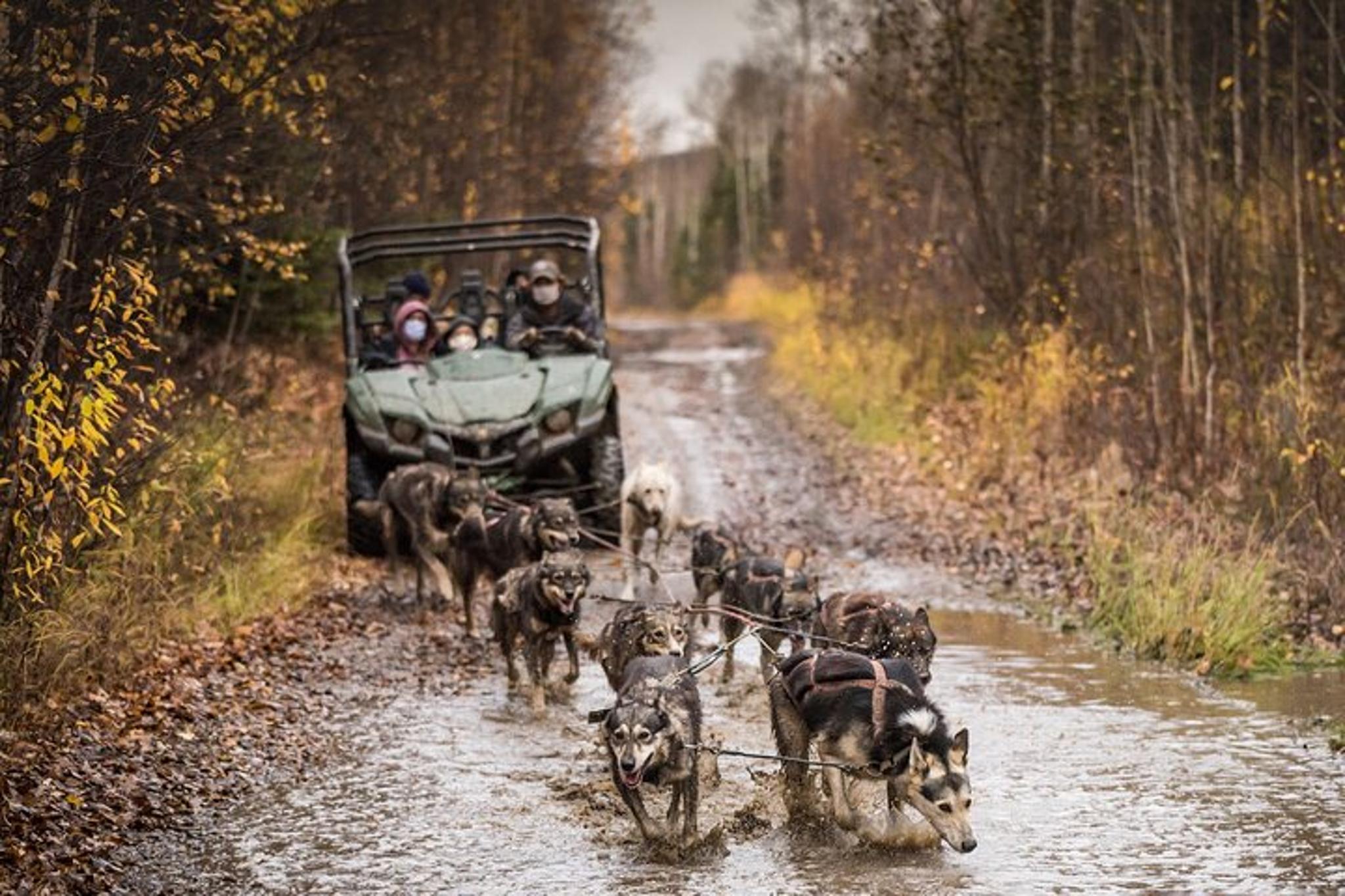 Fairbanks Fall Foliage Mushing Cart Ride - Image 1