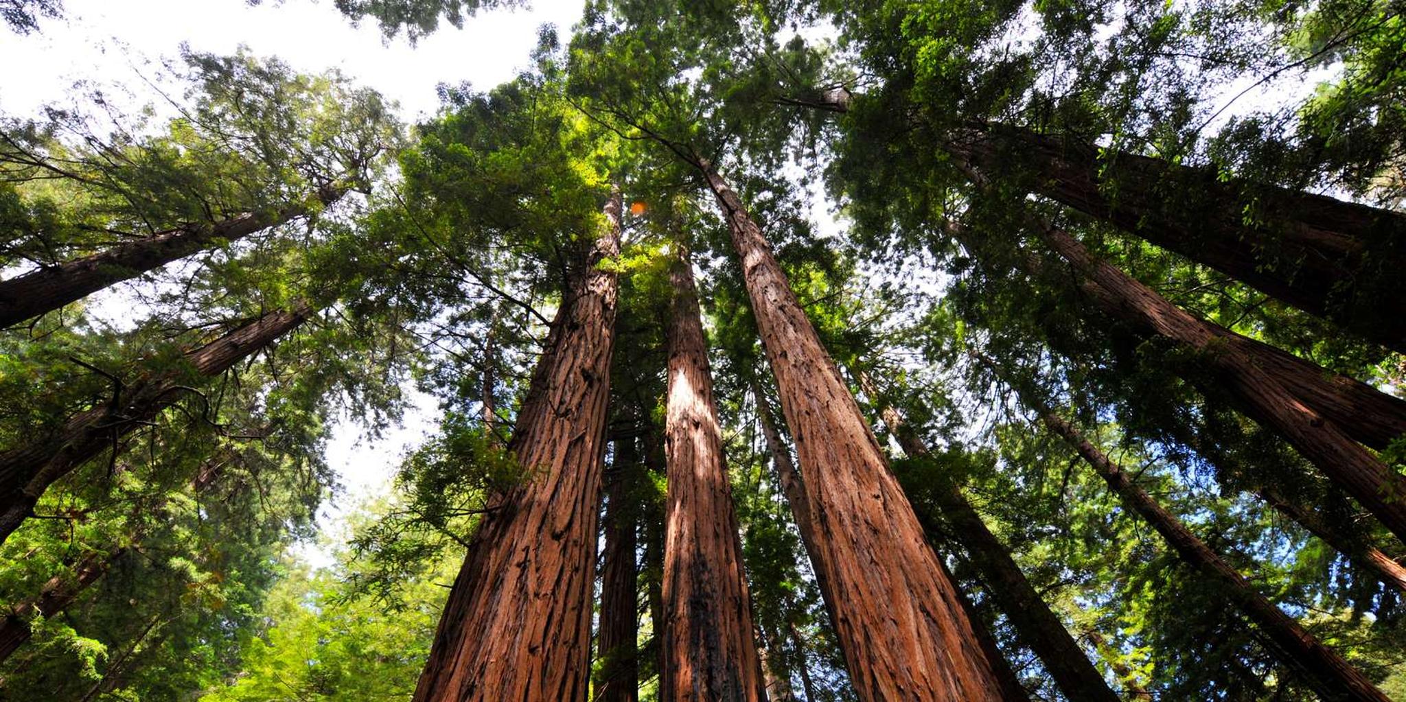 San Francisco Hop-On Hop-Off and Muir Woods Tour - Image 5