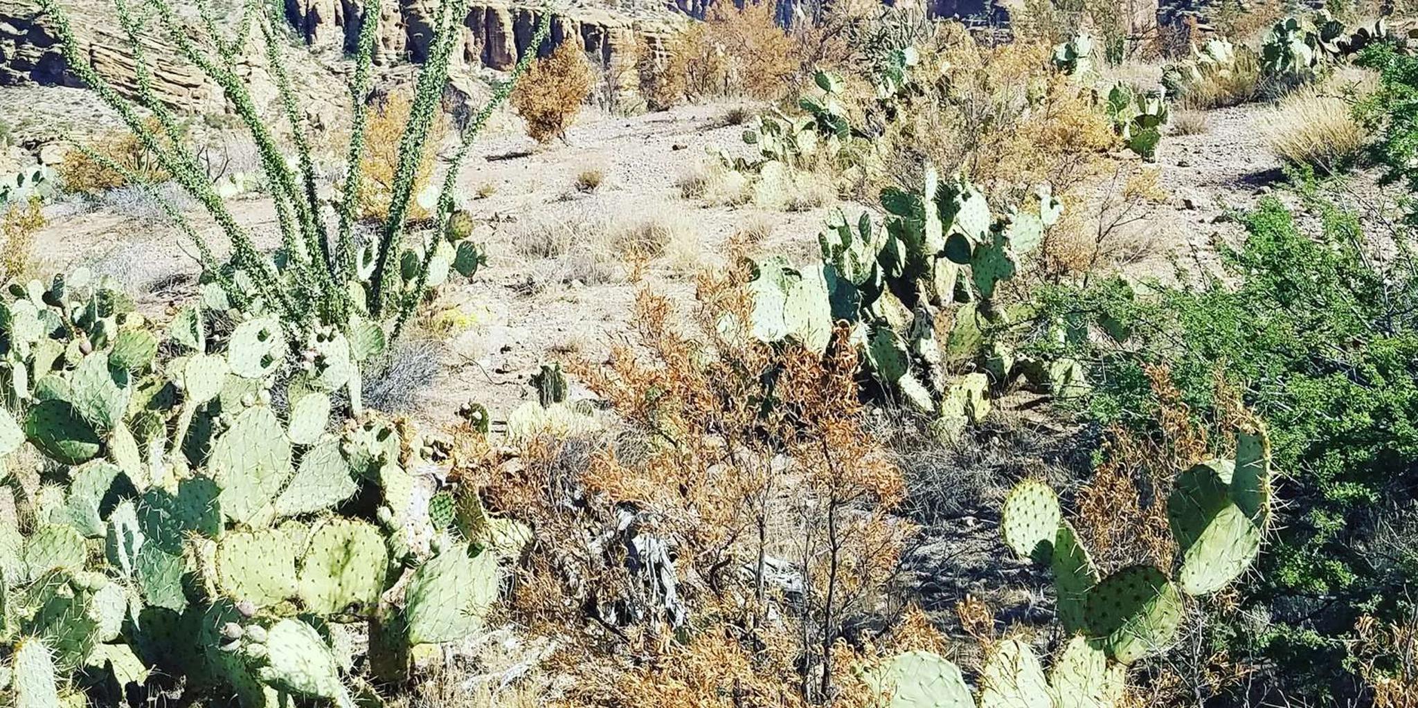 Phoenix Apache Trail Day Tour - Image 5