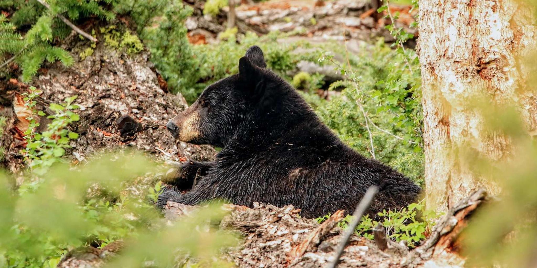 West Yellowstone Safari at Sunset - Image 6