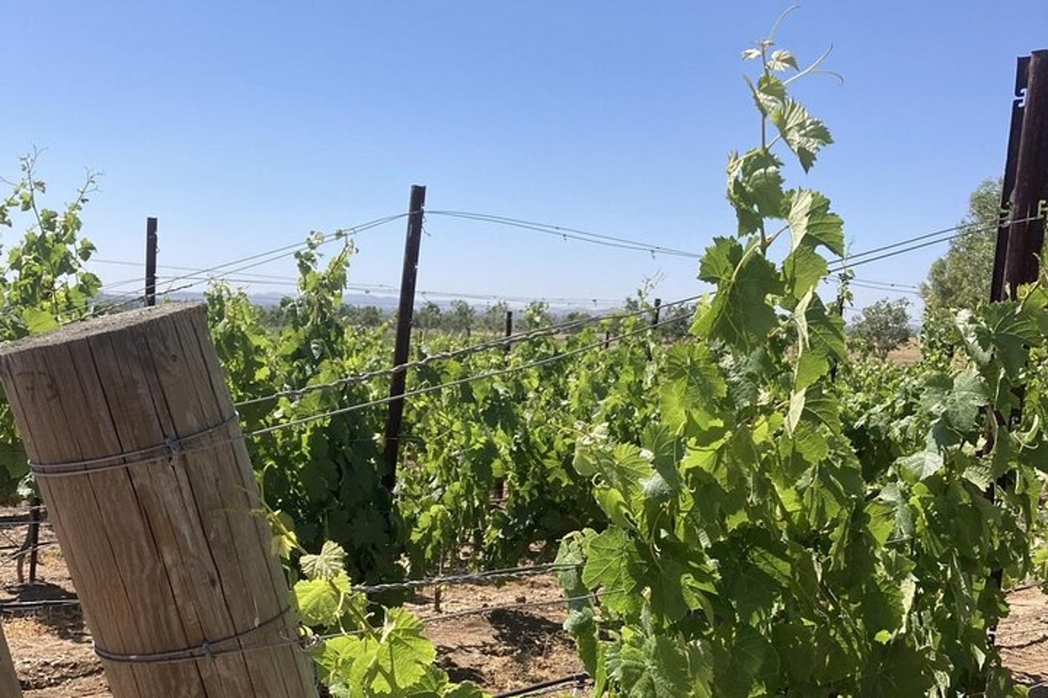 Santa Barbara Wine Tour - Image 3