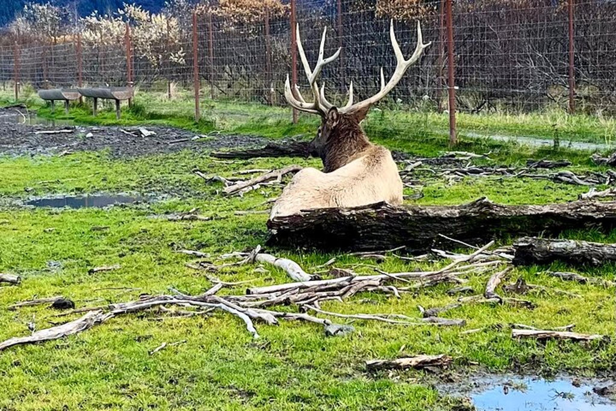 Anchorage Summer Wildlife Tour - Image 5