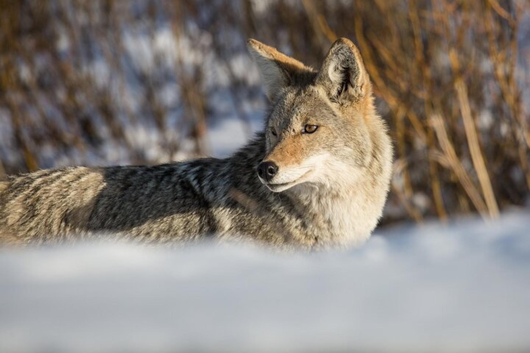 Yellowstone Winter Wildlife Watching Tour - Image 4