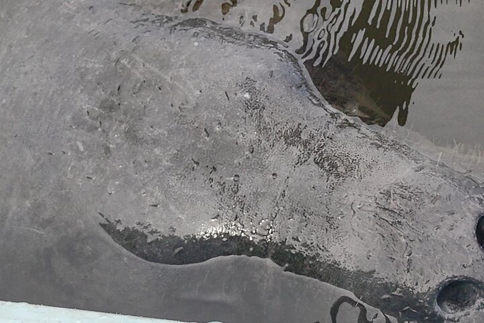 Merritt Island Kayak Rental with Manatee & Dolphin Sightings 1 hr