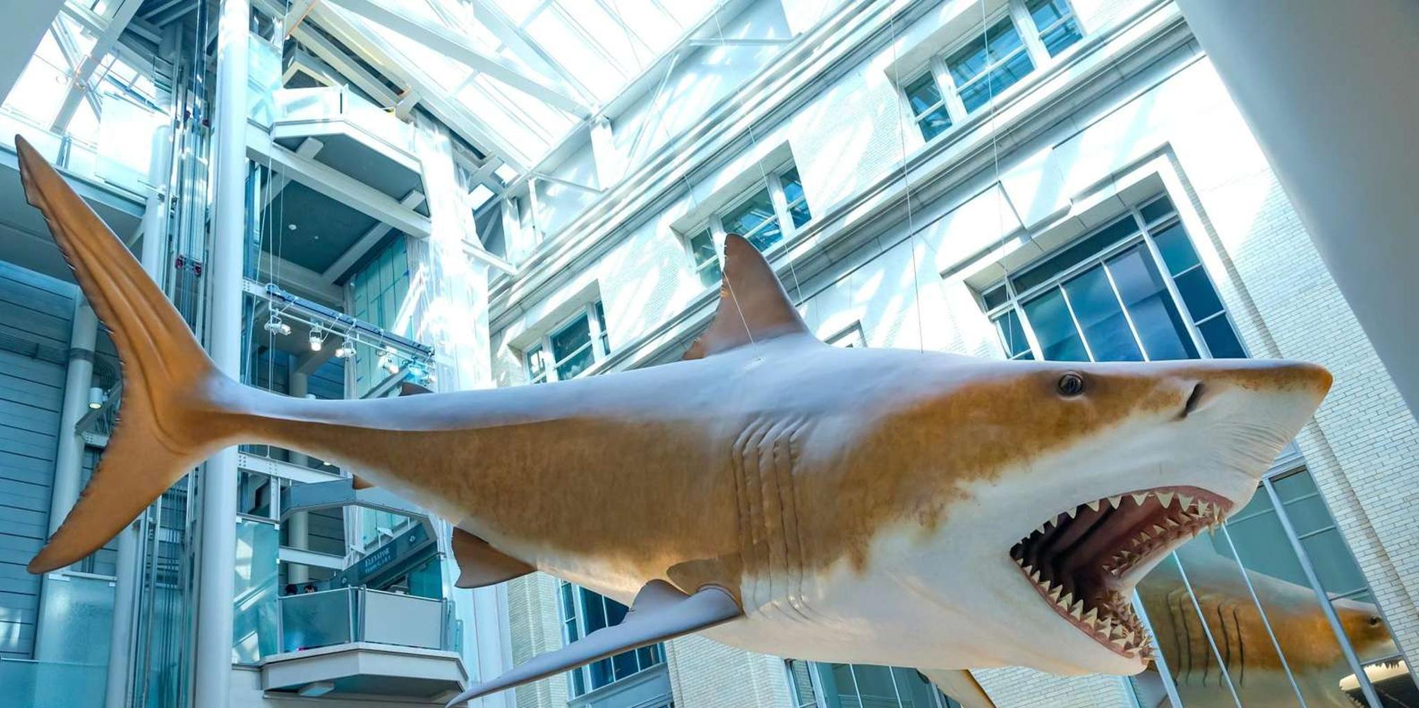 Washington DC Smithsonian Natural History Private Tour - Image 6