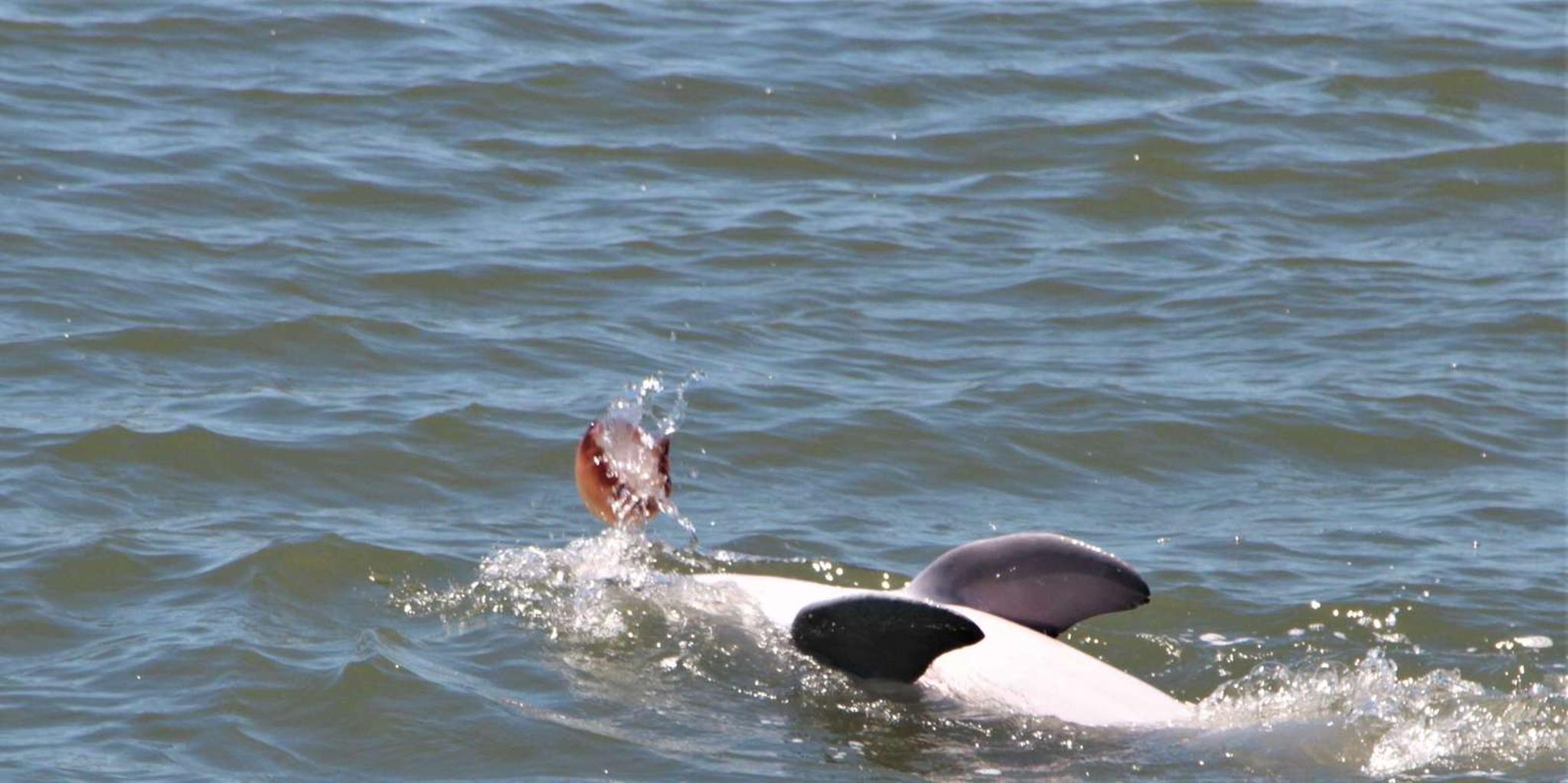 Hilton Head Dolphin Watching Tour - Image 5