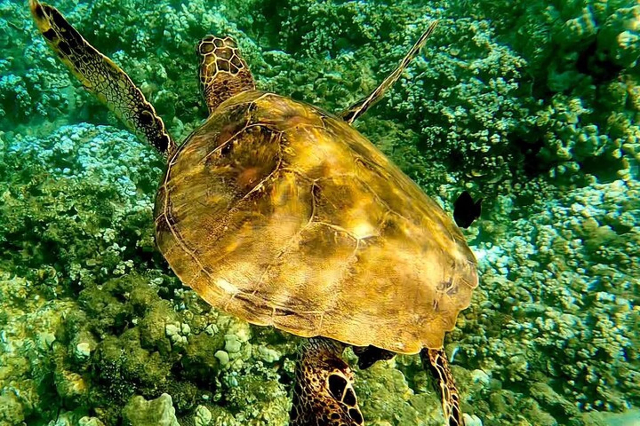 Kaanapali Sea Scooter Snorkeling Tour to Lanai - Image 5