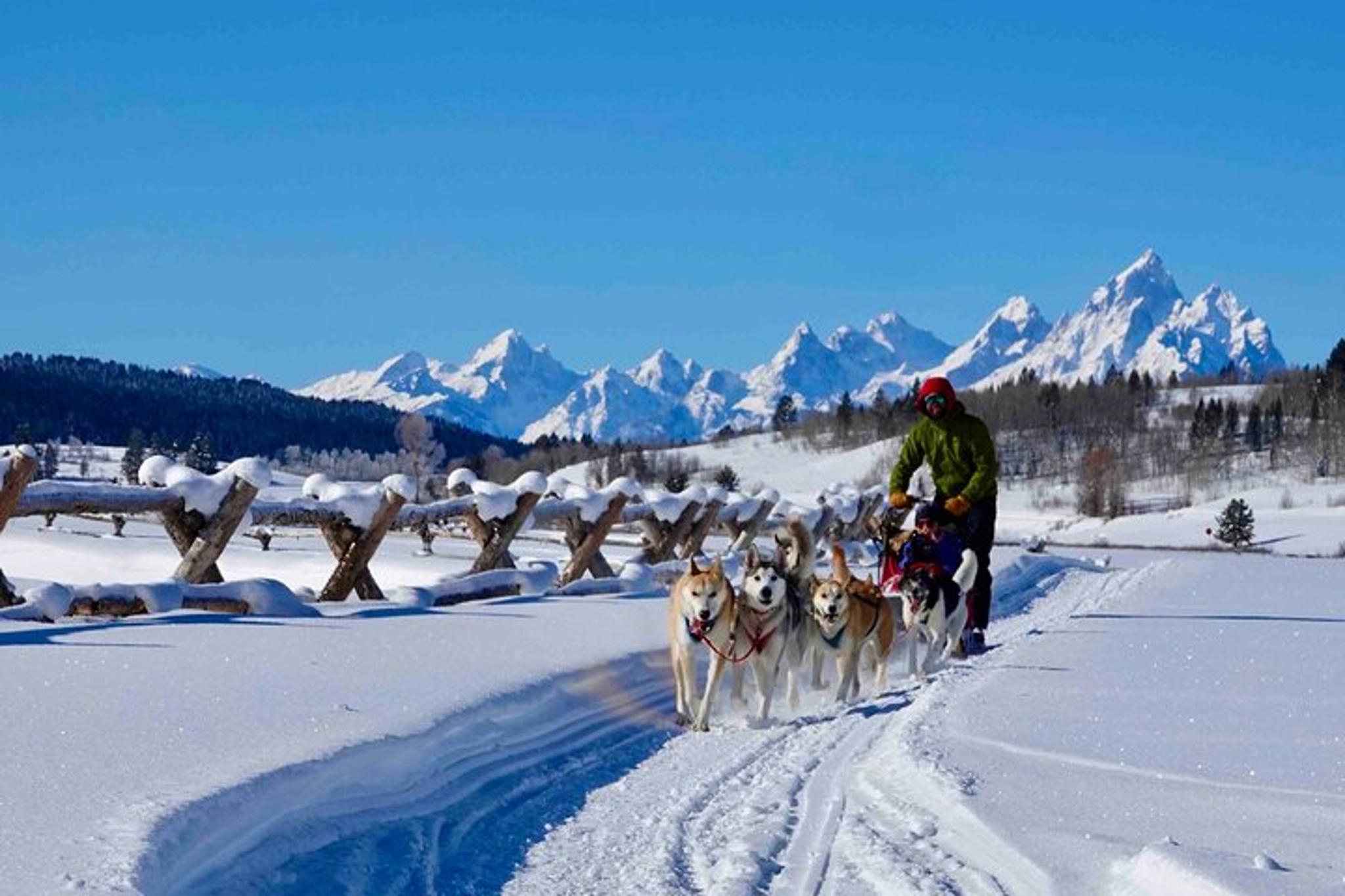 Jackson Hole Dog Sledding and Snowmobiling Tour - Image 6
