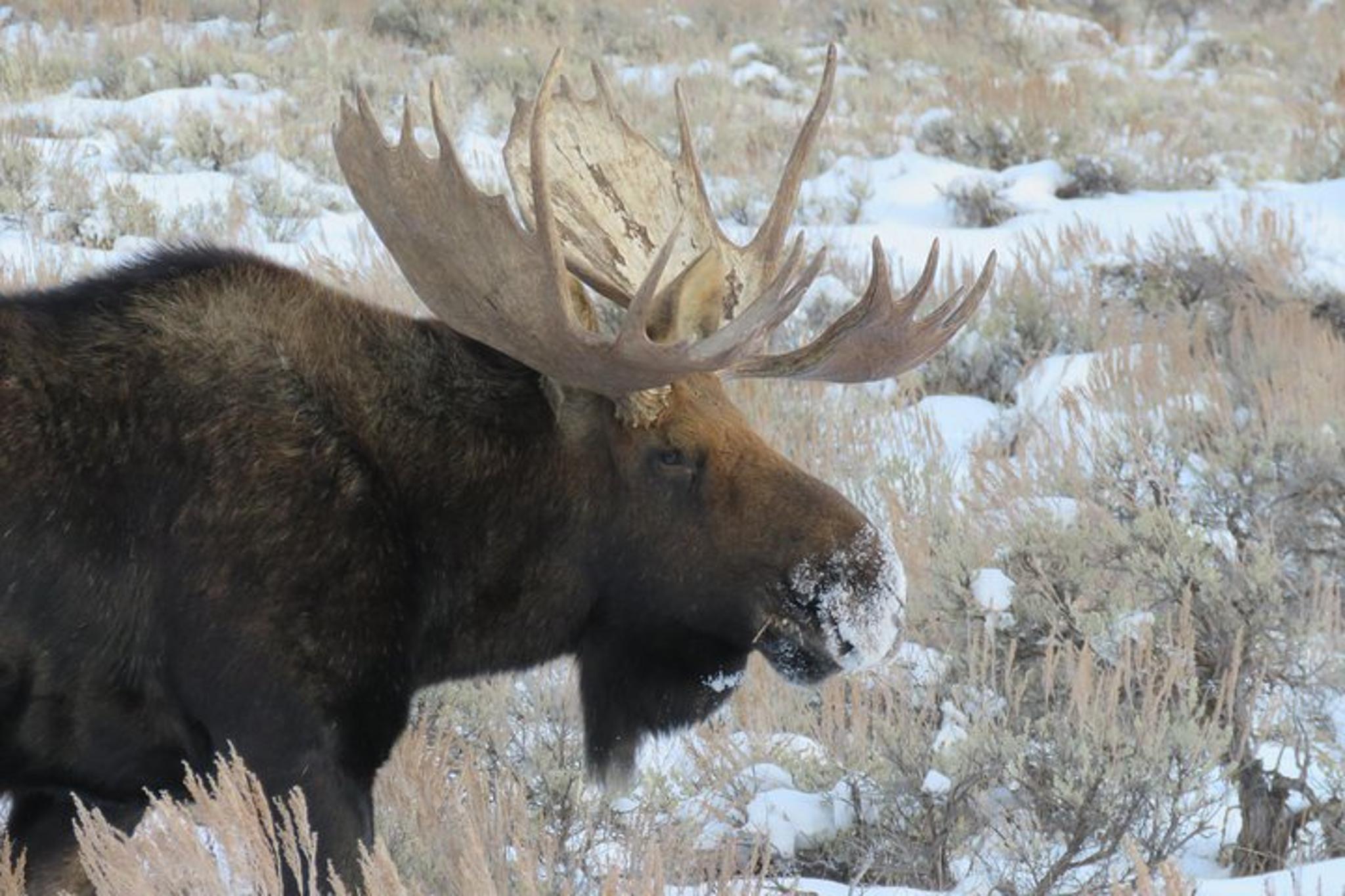 Jackson Hole Wildlife Tour - Private Morning - Image 6