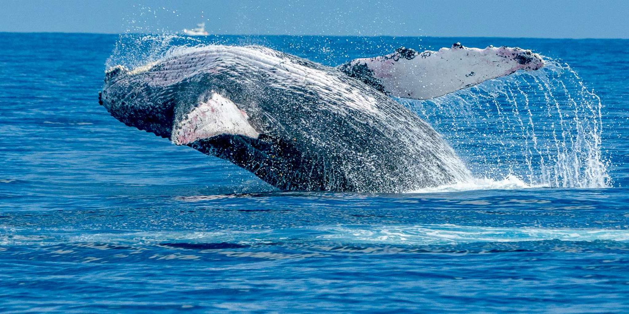 Maalaea Whale Watching Tour Aboard Catamaran