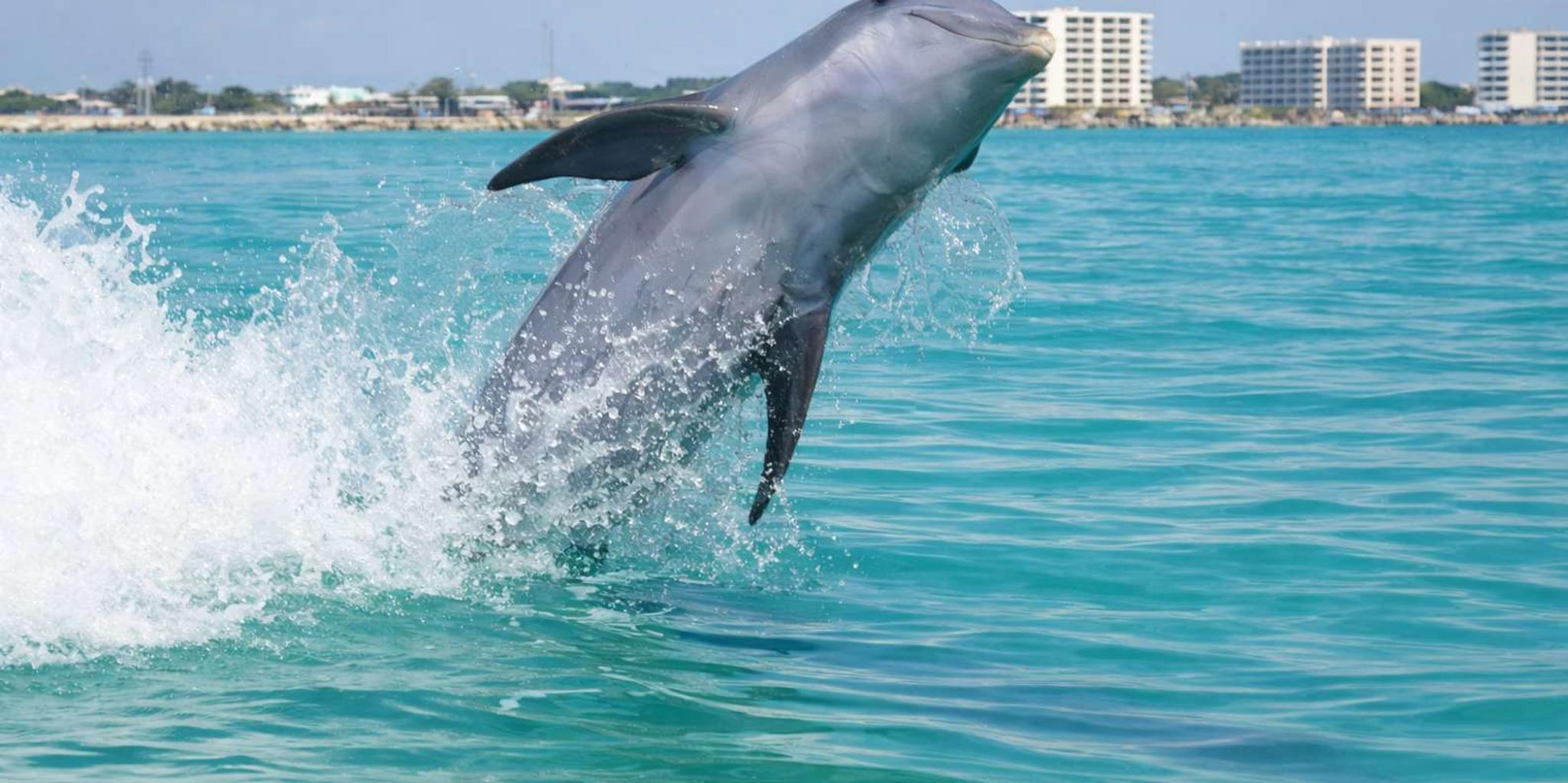 Panama City Beach Nature & Marine Viewing Tour - Image 4