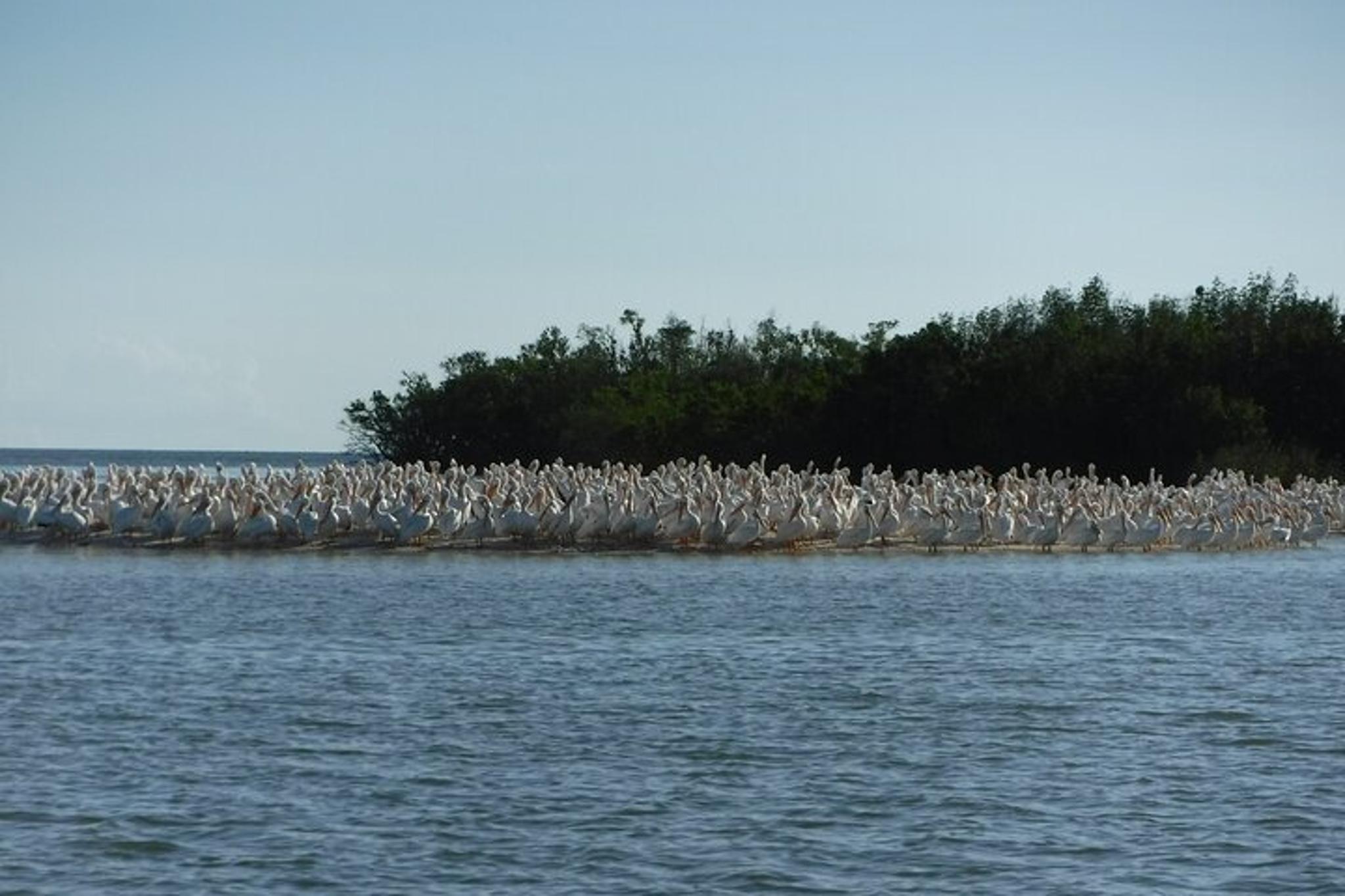 Goodland Dolphin, Birding, and Shelling Tour 2 hr