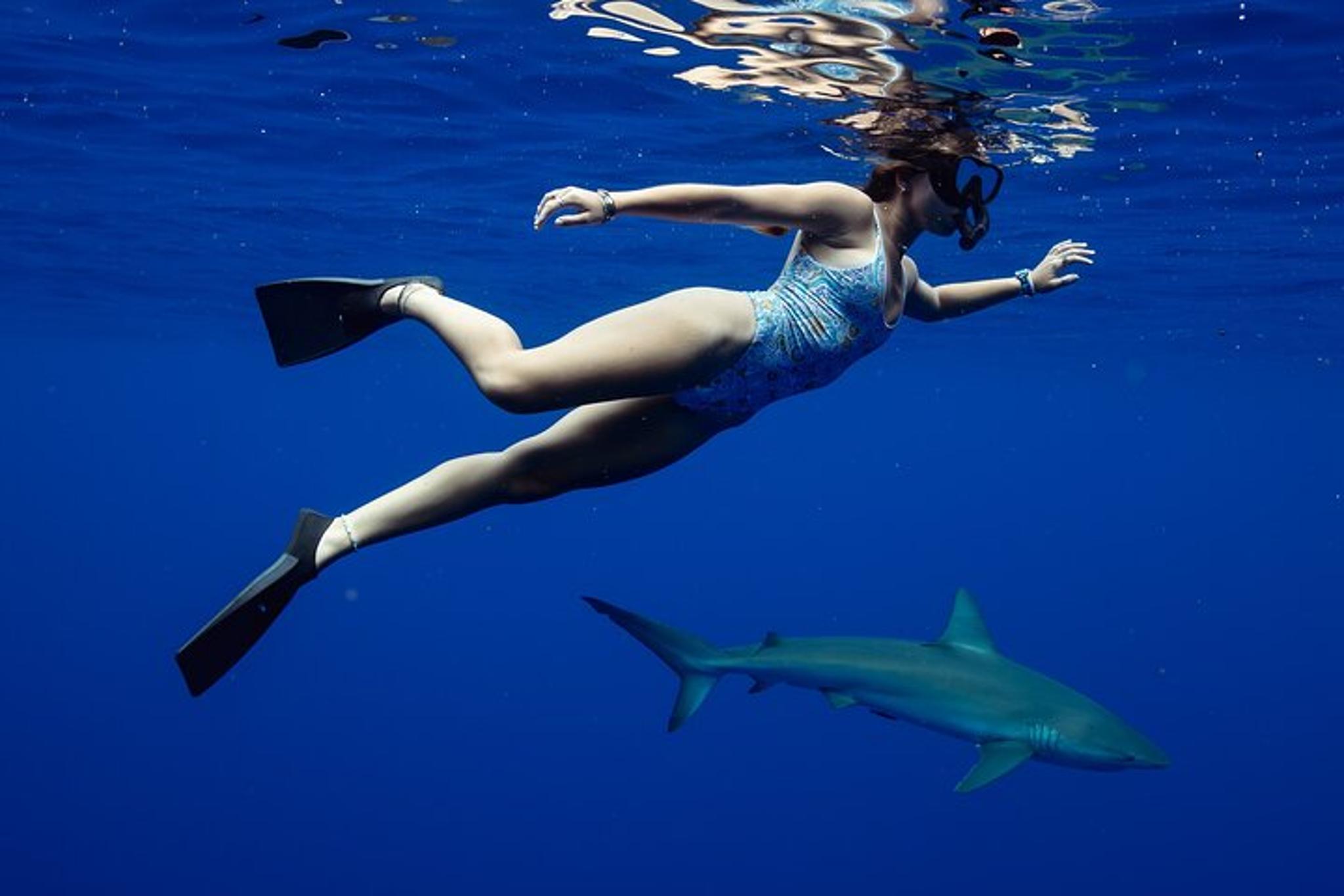 Oahu Shark Dive - Image 6