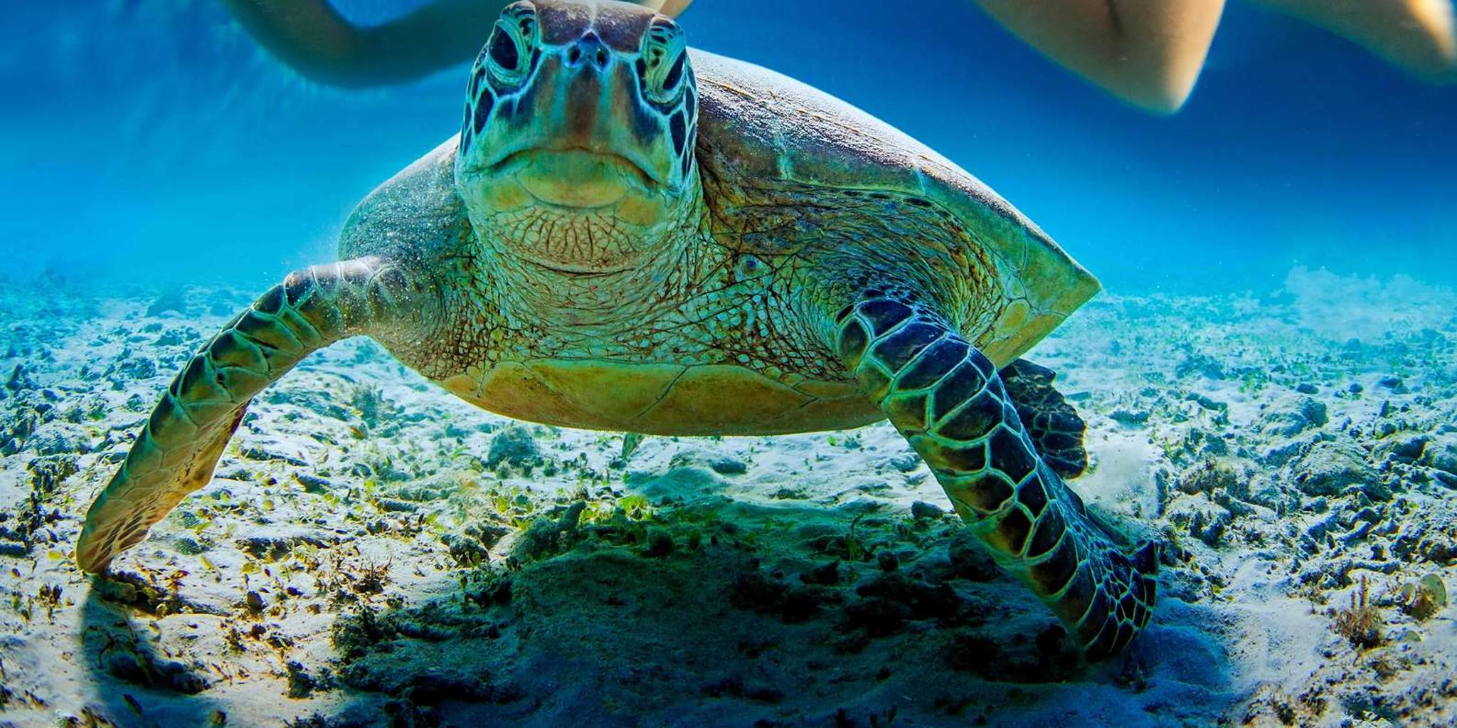 Kailua Kona Snorkeling Tour in Kealakekua Bay - Image 4