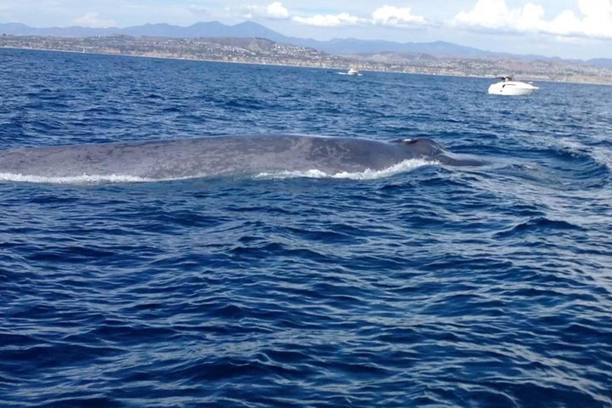 California Whale Watching and Fishing Excursion - Image 2