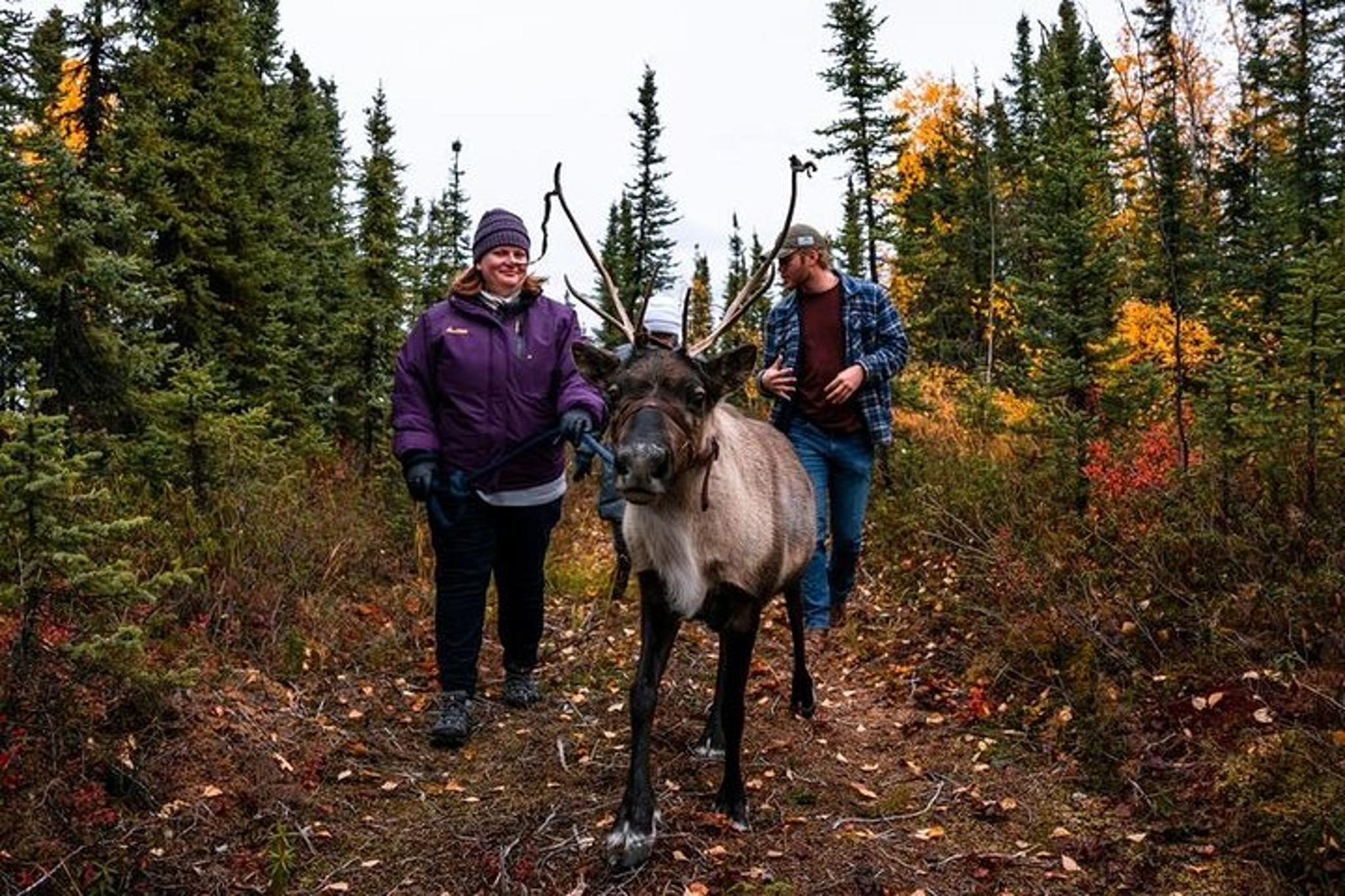 Fairbanks Reindeer Walking Experience 1 hr - Image 6