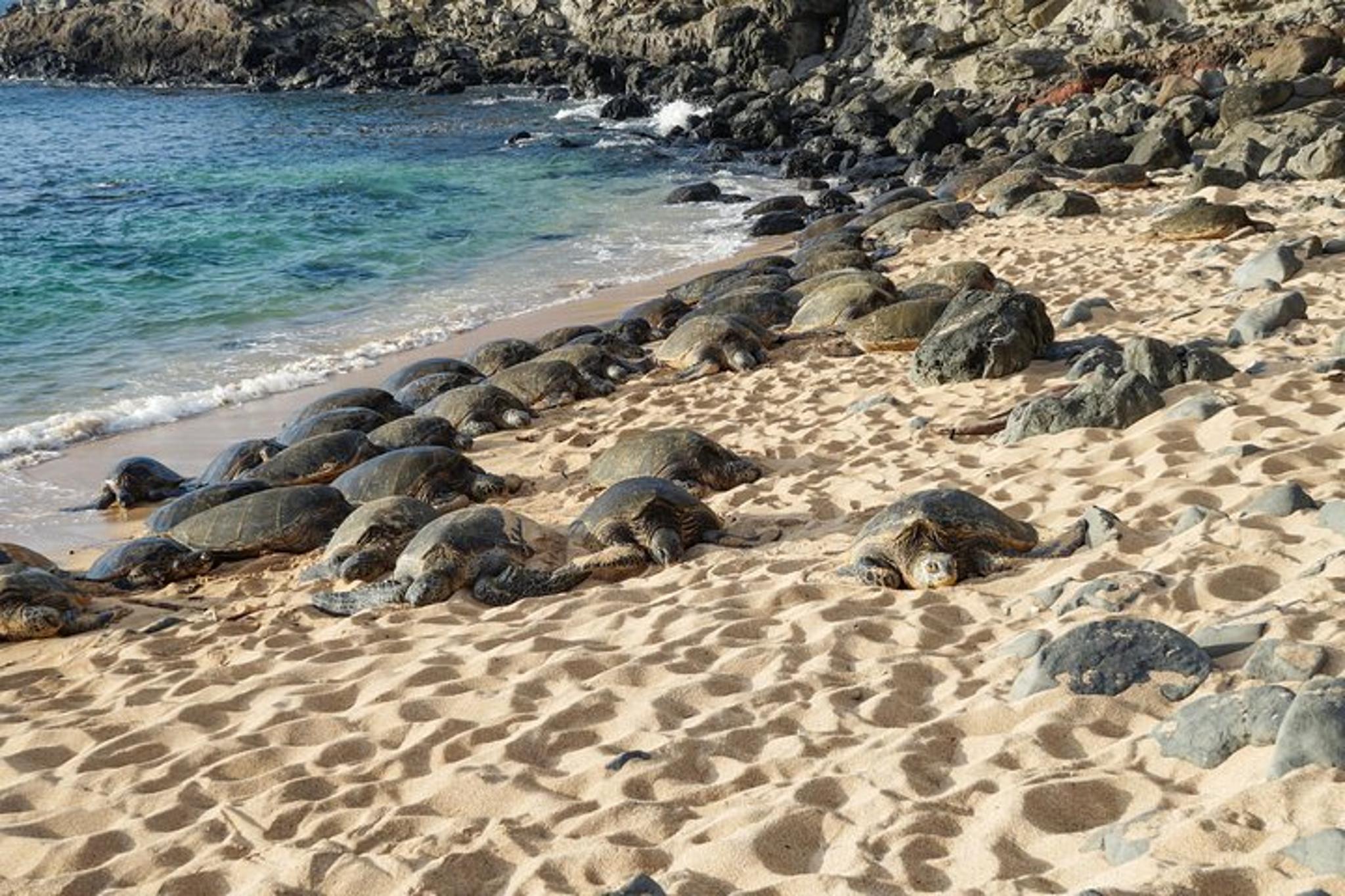 Maui Shore Excursion Highlights - Image 3