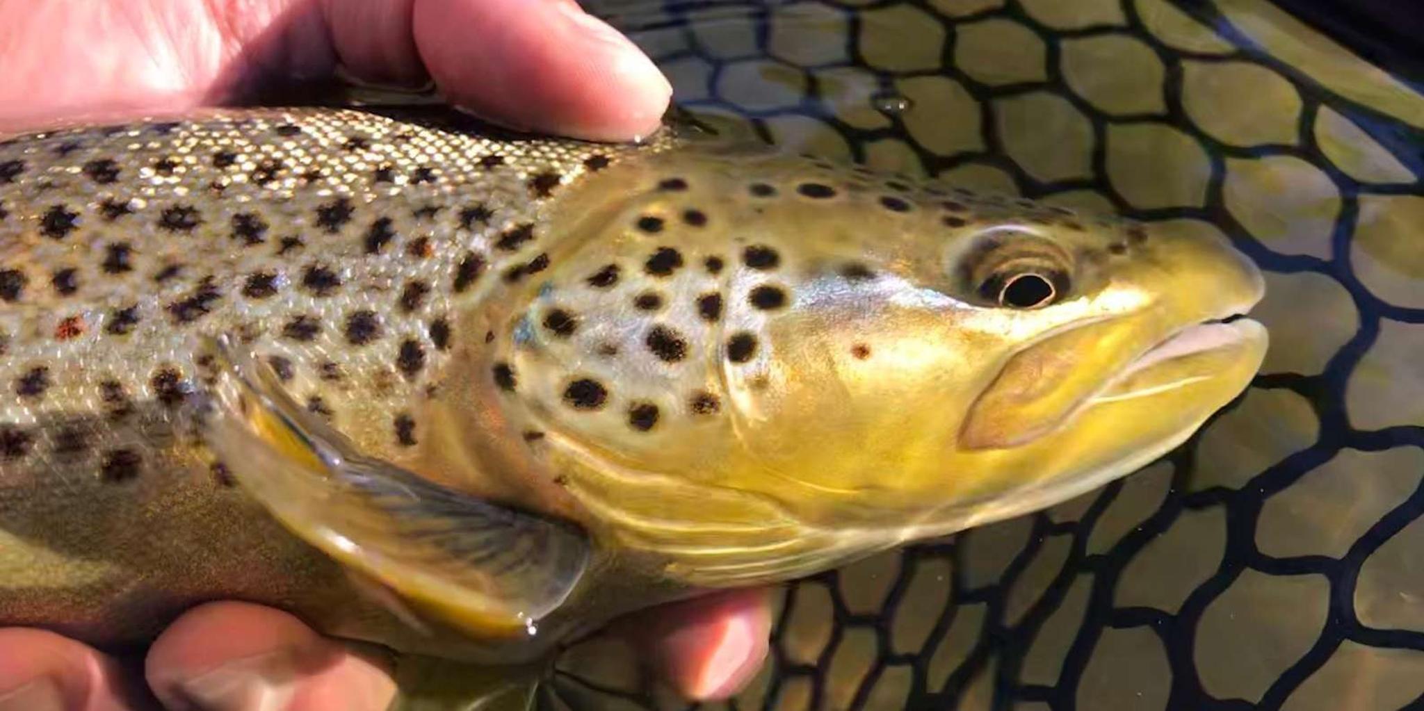 Heber Valley Fly Fishing Experience - Image 4