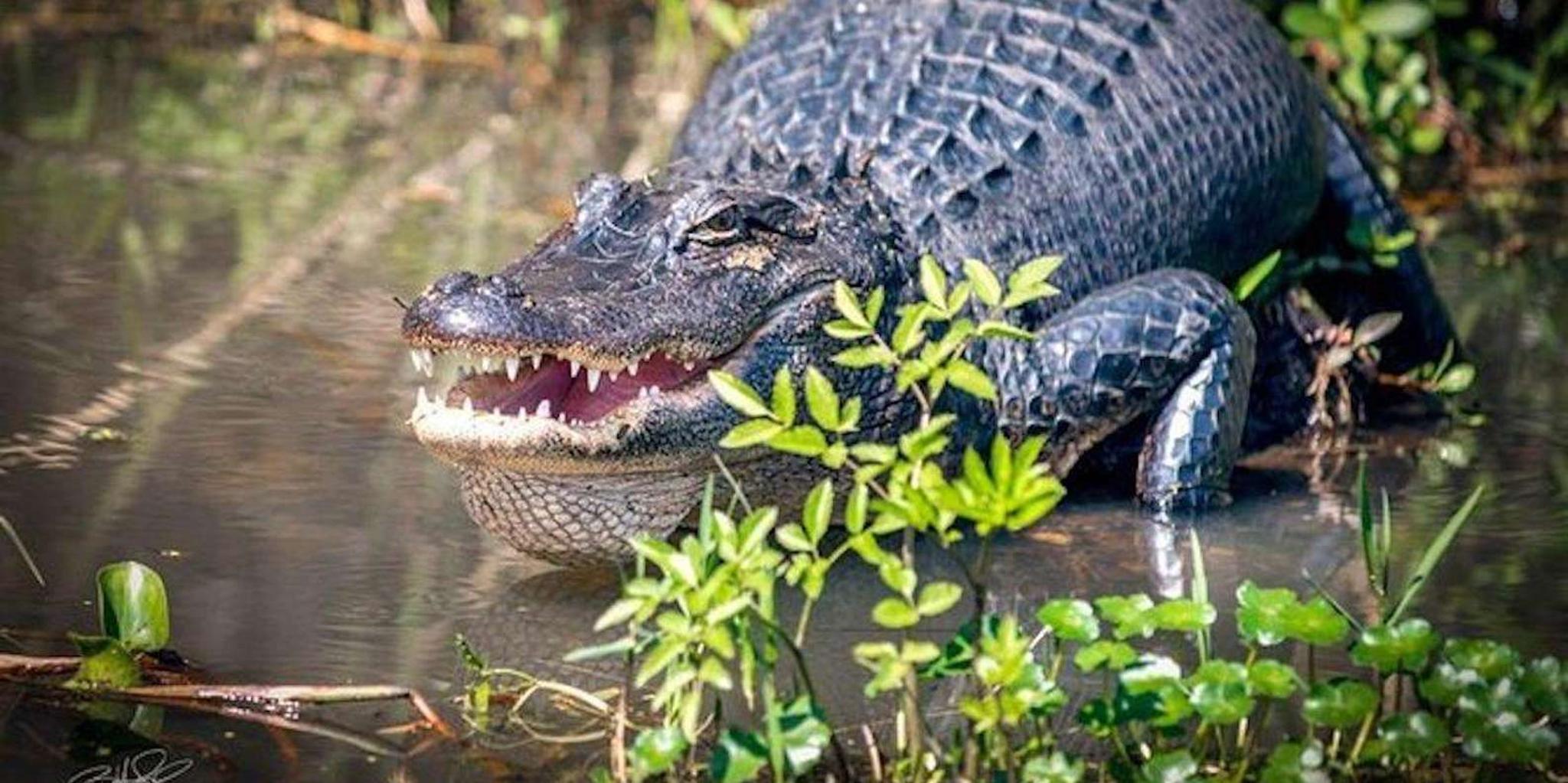 New Orleans Swamp and Bayou Boat Tour