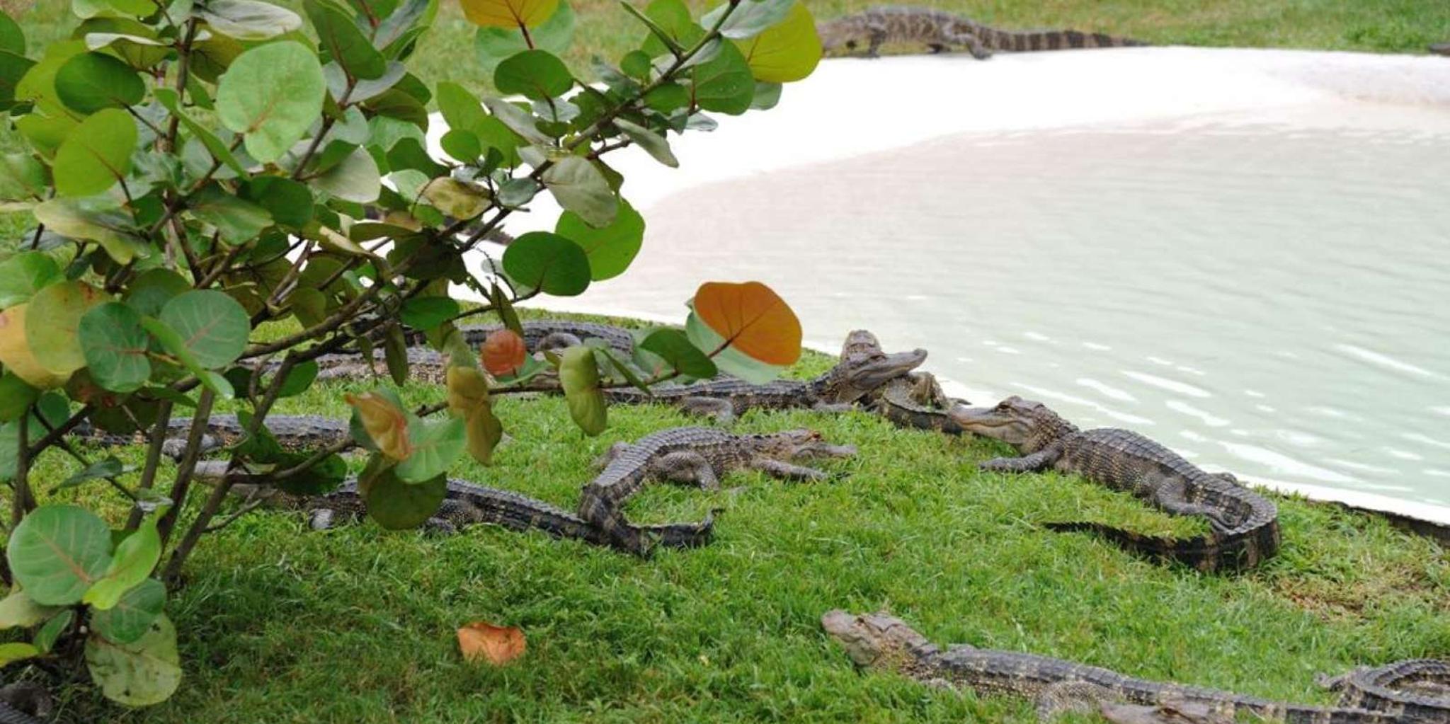 Orlando Airboat Safari with Transportation - Image 4