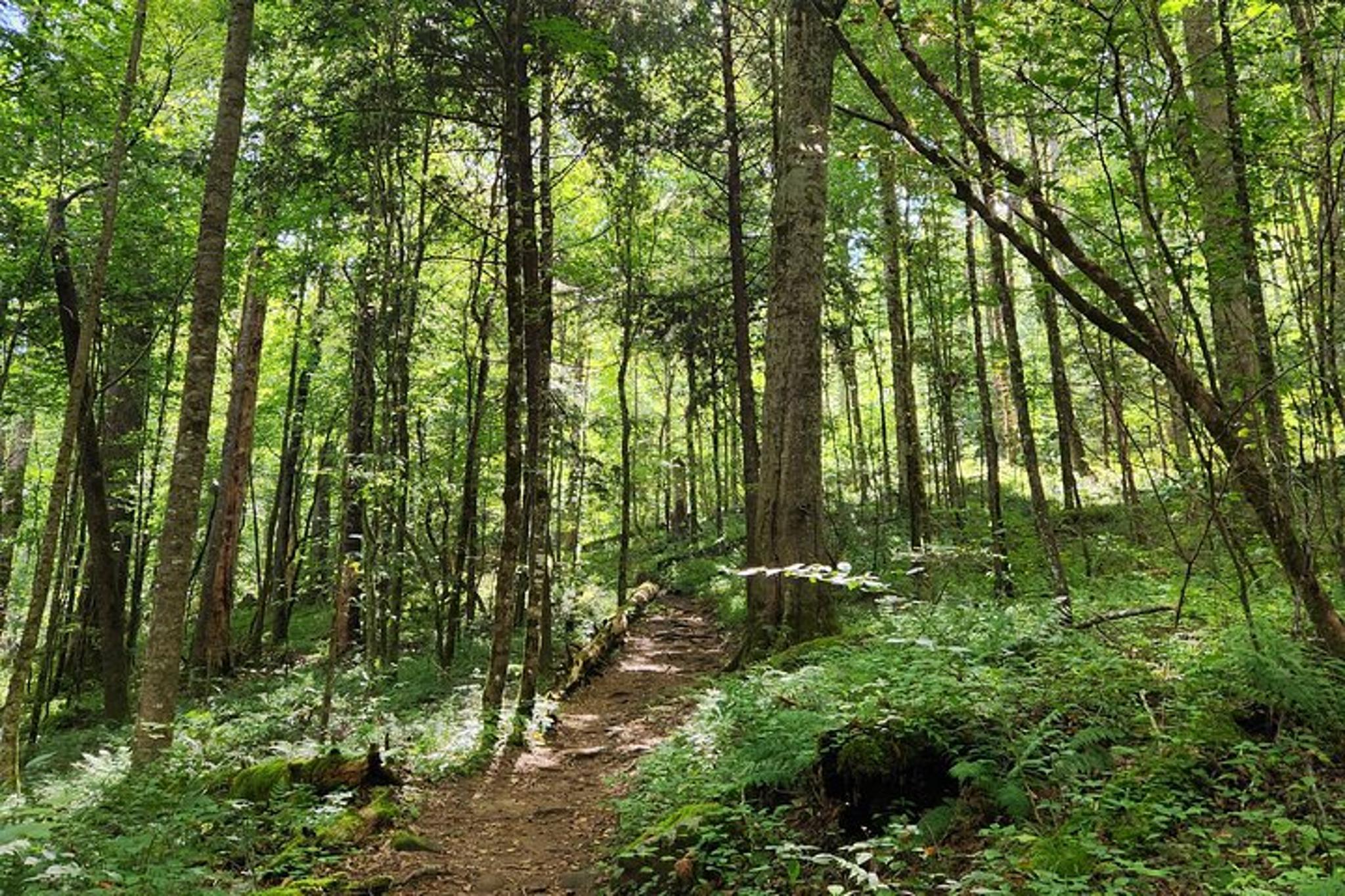 Asheville Nighttime Forest Firefly Hike - Image 2