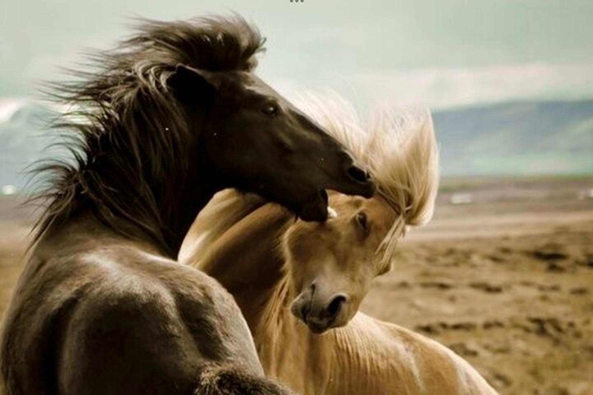 Cody Wild Mustangs and Rafting Adventure - Image 4