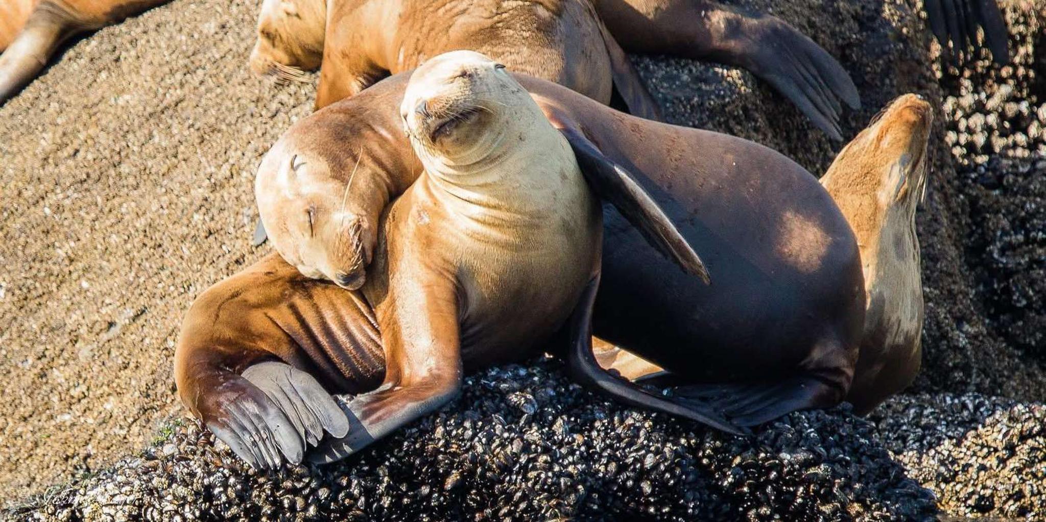 San Diego Whale Watching and Dolphin Tour - Image 6