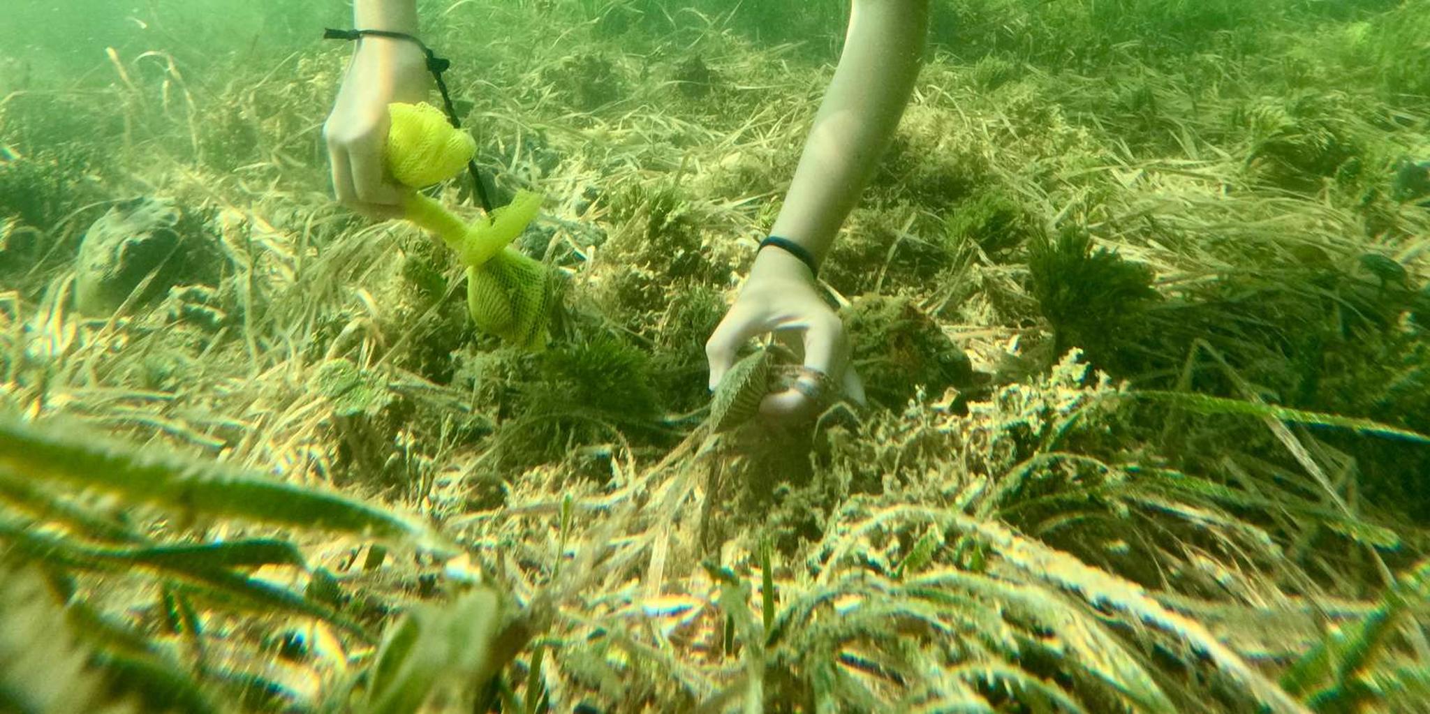 Crystal River Scalloping Tour - Image 2