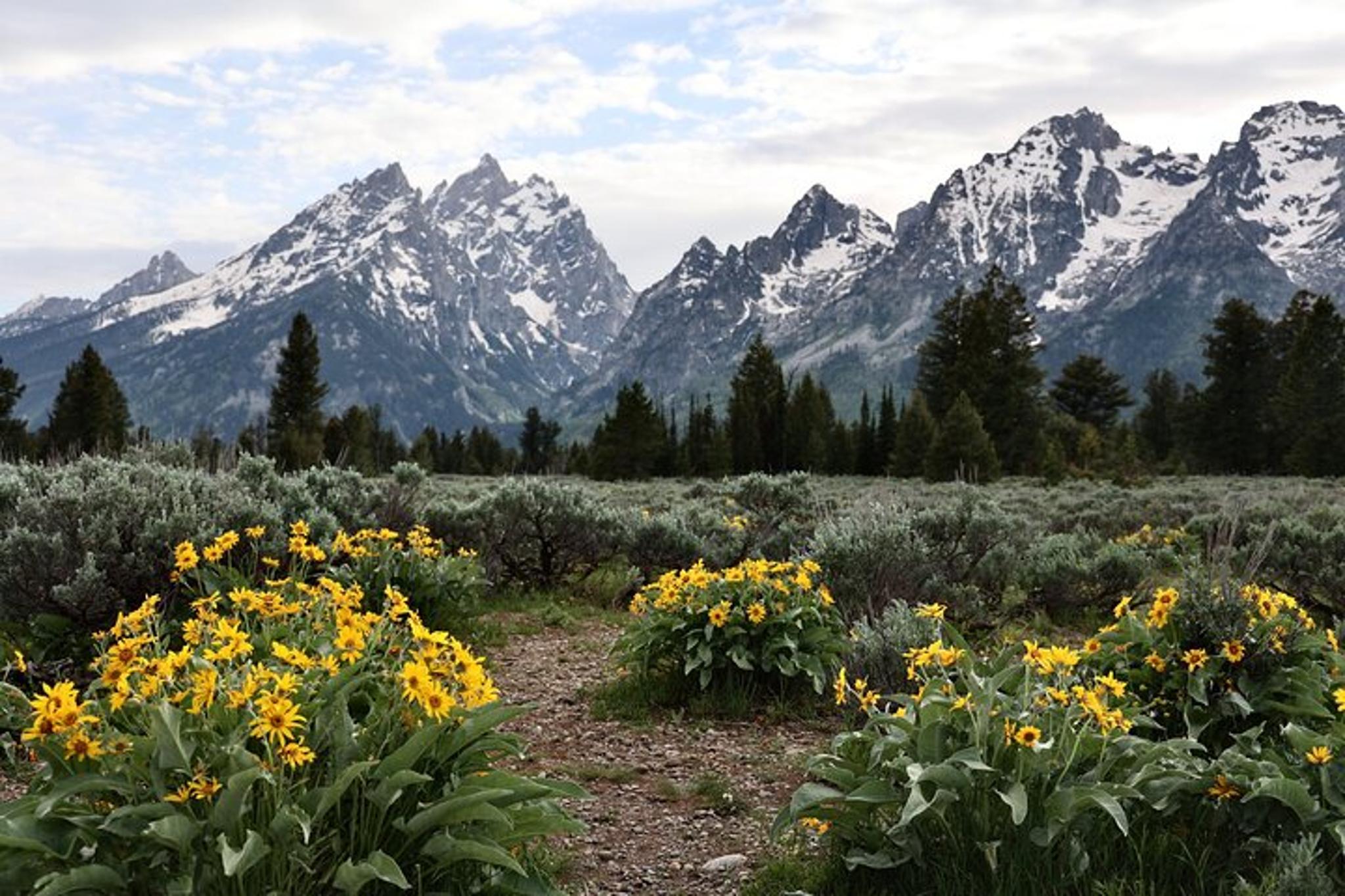 Grand Teton National Park Wildlife Tour - Image 3