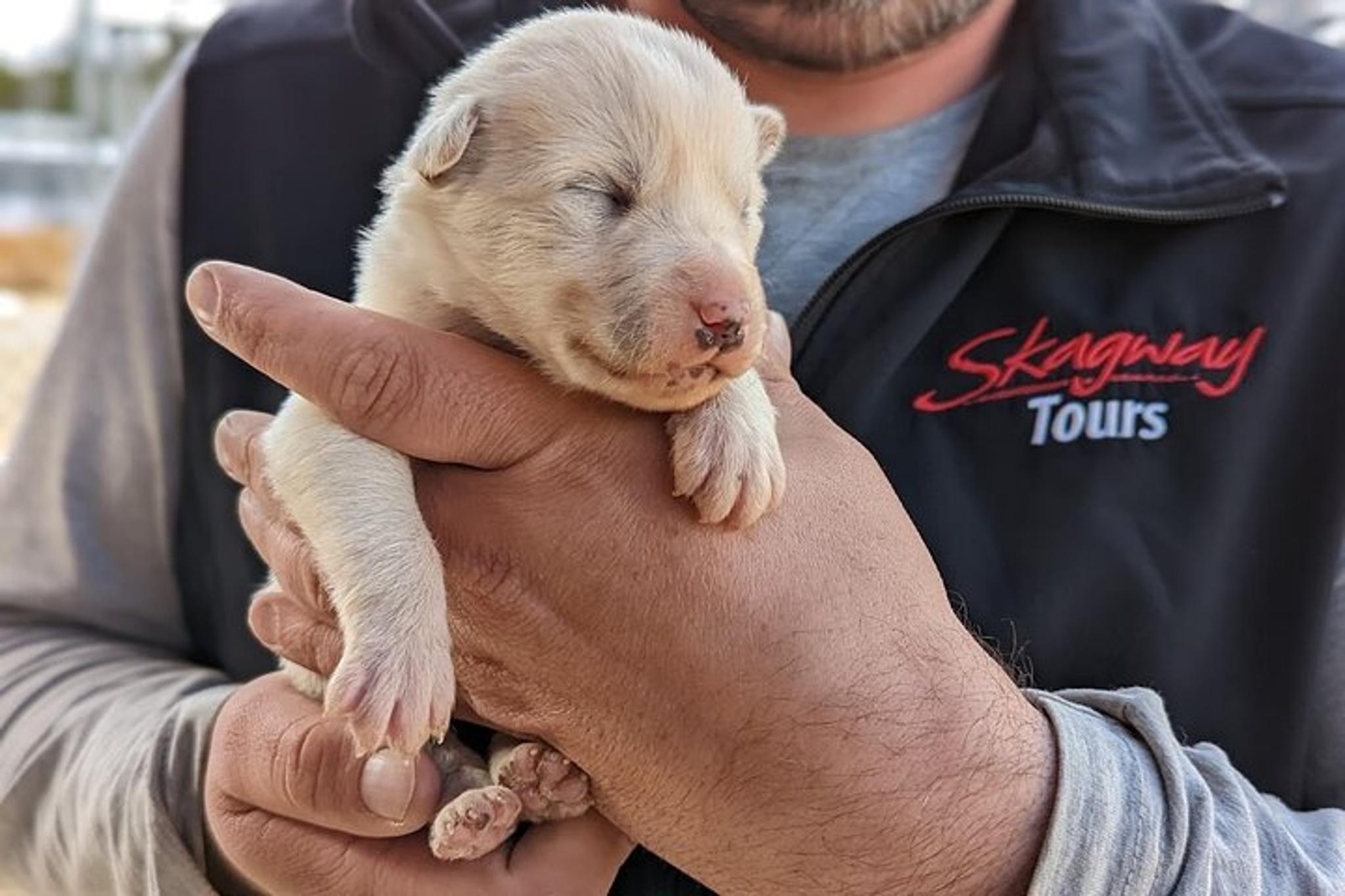 Skagway Husky Puppy Play Time & Summit Tour