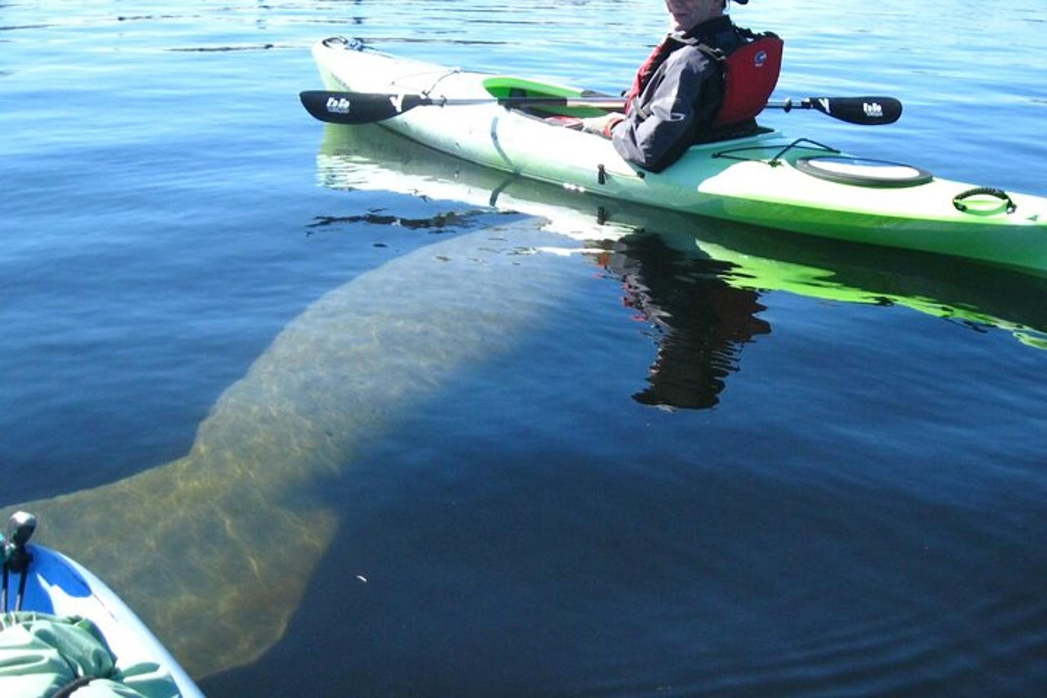 Crystal River Manatee Kayak Encounter - Image 3