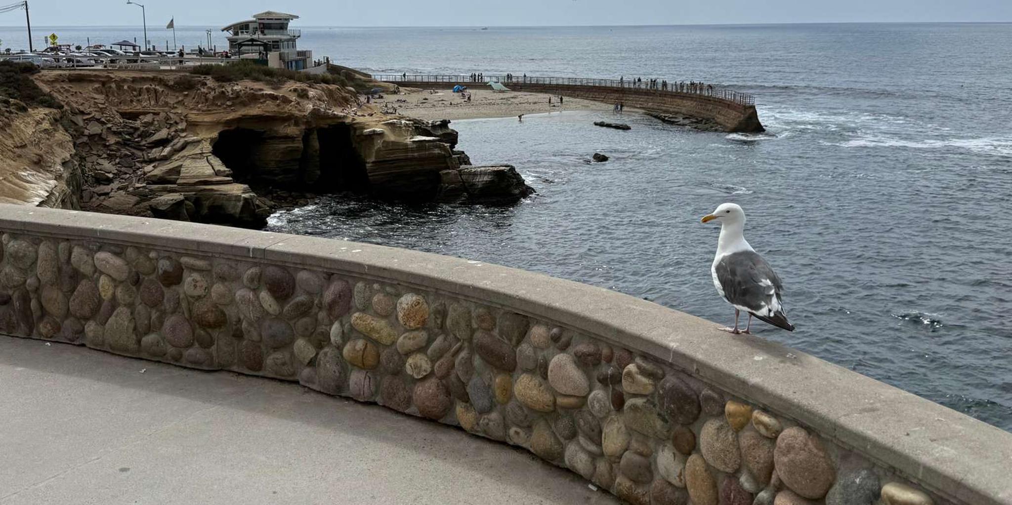La Jolla Coastal Golf Cart Tour - Image 4