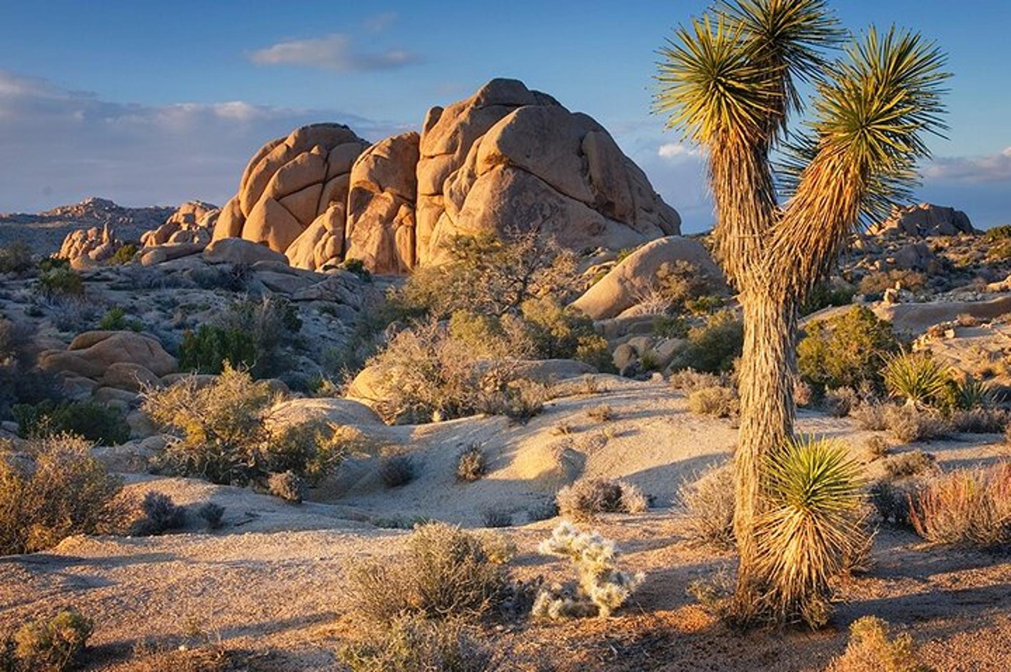 San Diego Joshua Tree National Park Day Trip - Image 3