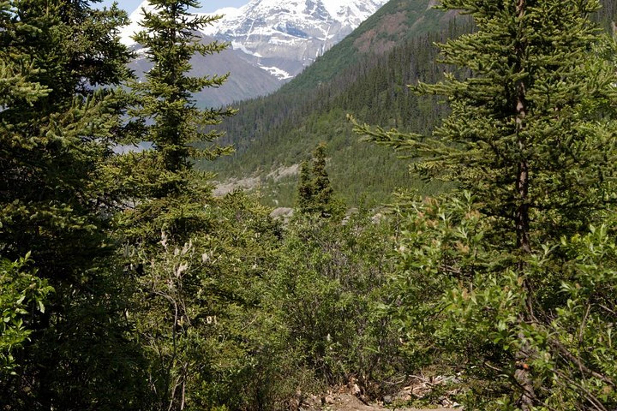 Anchorage Chugach State Park Hiking Tour - Image 2