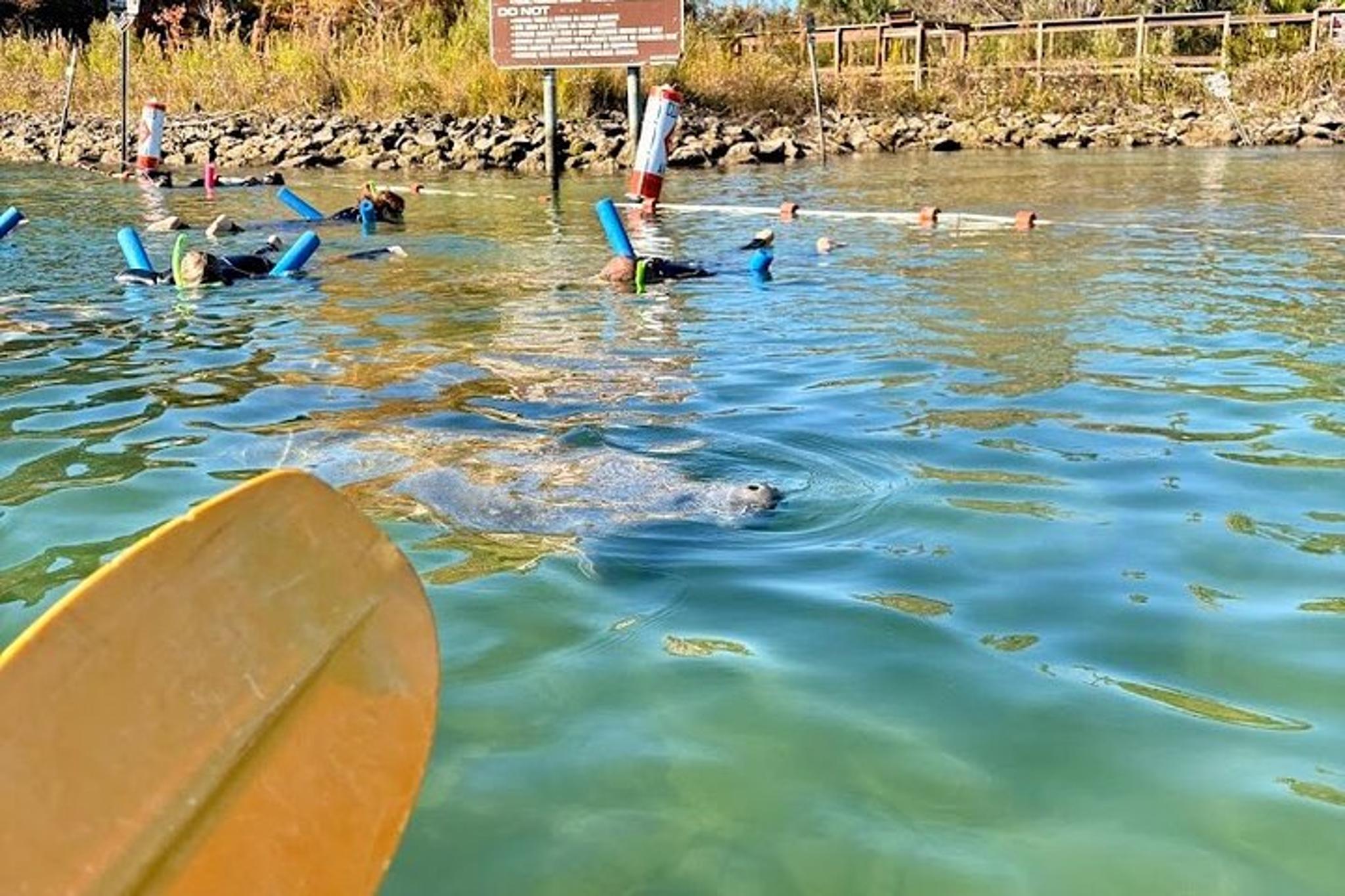 Crystal River Tandem Kayak Rental with Manatees 4 hr - Image 2