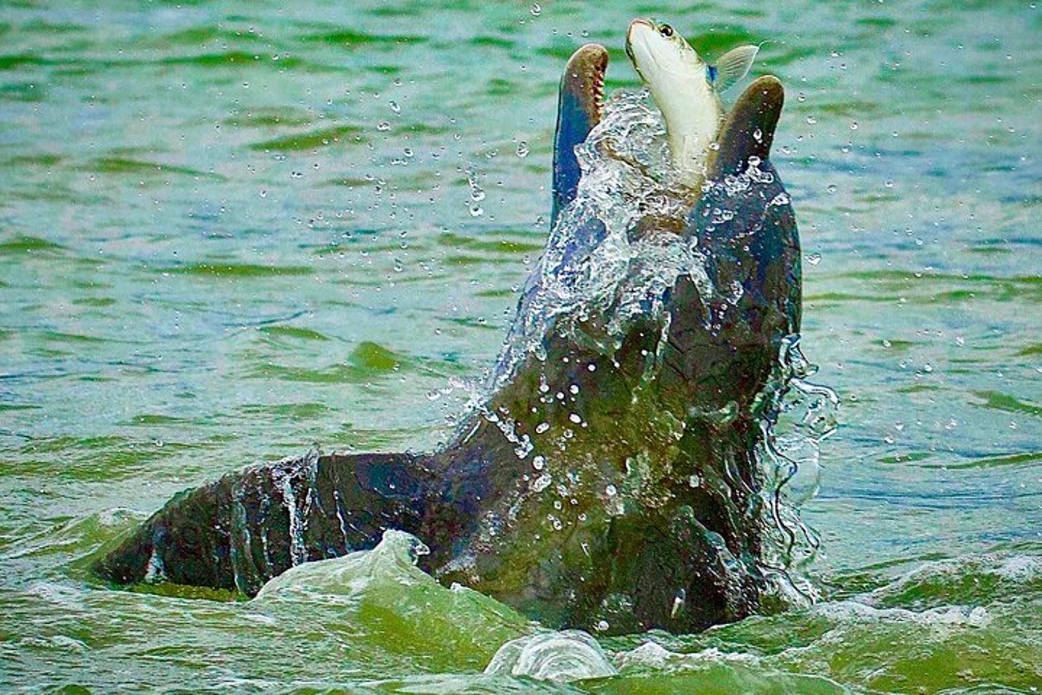 Ten Thousand Islands Eco Dolphin Tour - Image 4