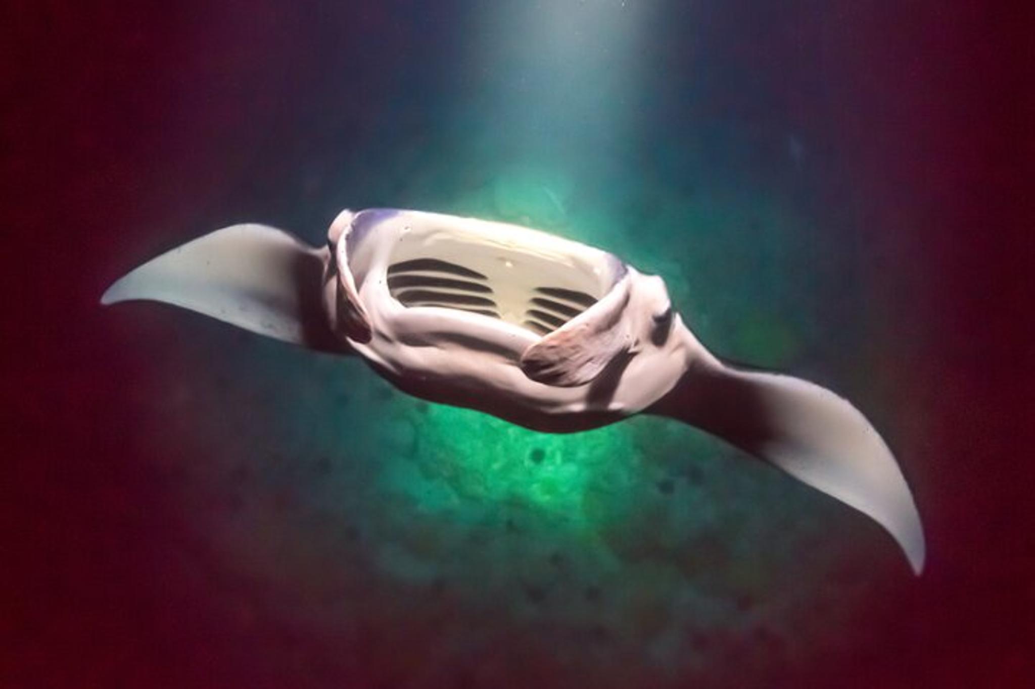 Kailua-Kona Manta Ray Night Snorkel Small Group - Image 5