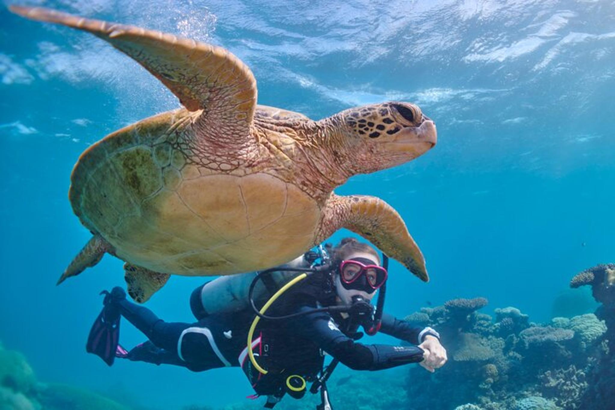 Miami Scuba Diving: Reef and Wreck Adventure - Image 5