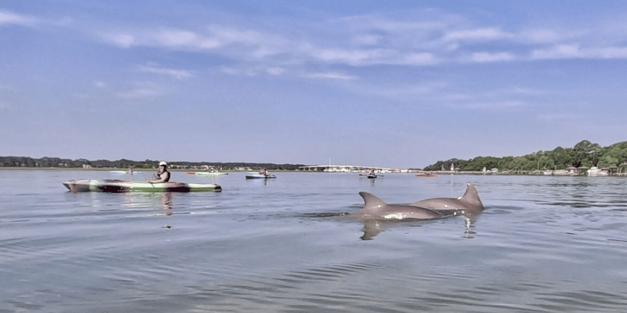 Hilton Head Kayak Dolphin Nature Tour 2 hr
