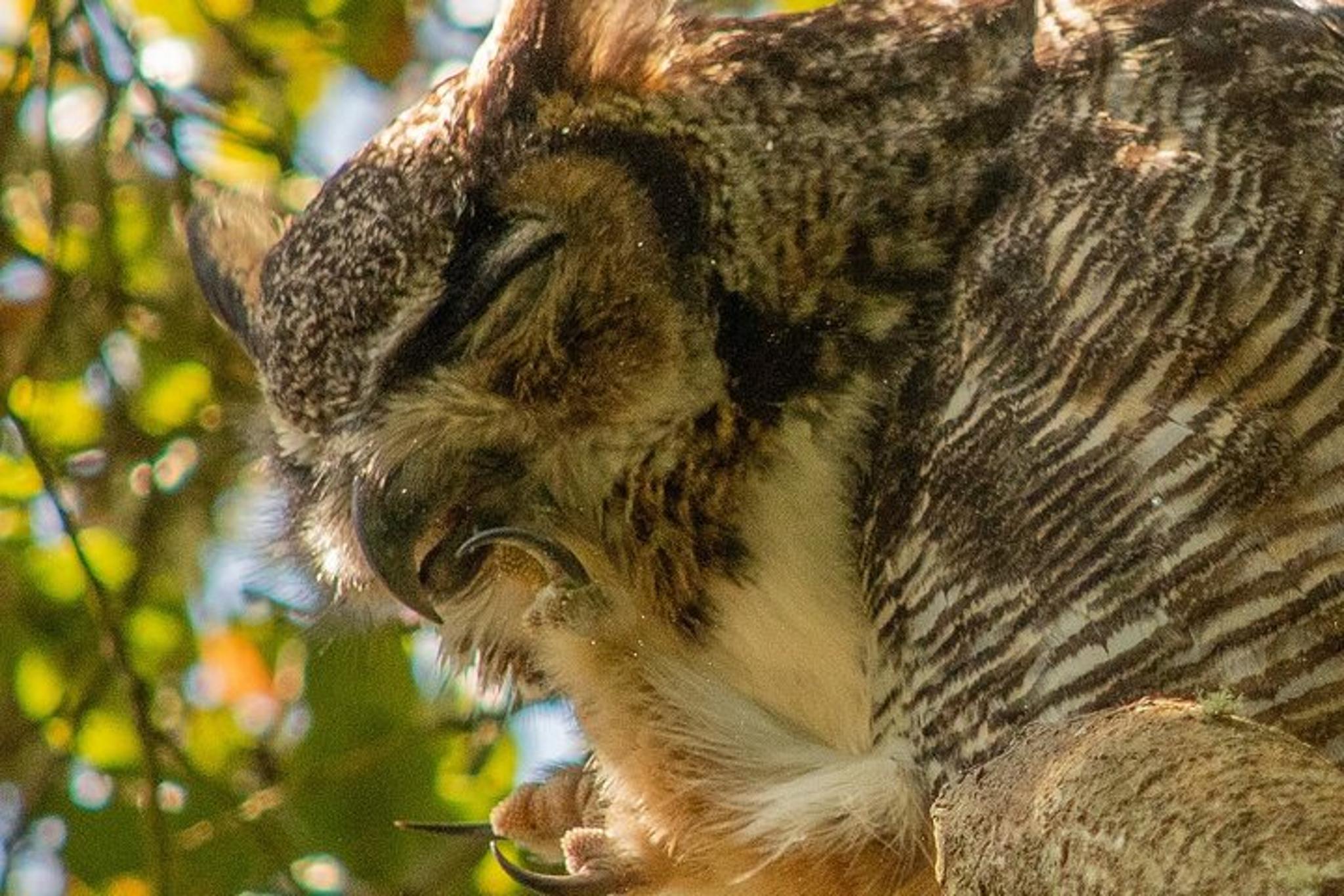 San Francisco Wildlife Walking Tour at Twilight - Image 3