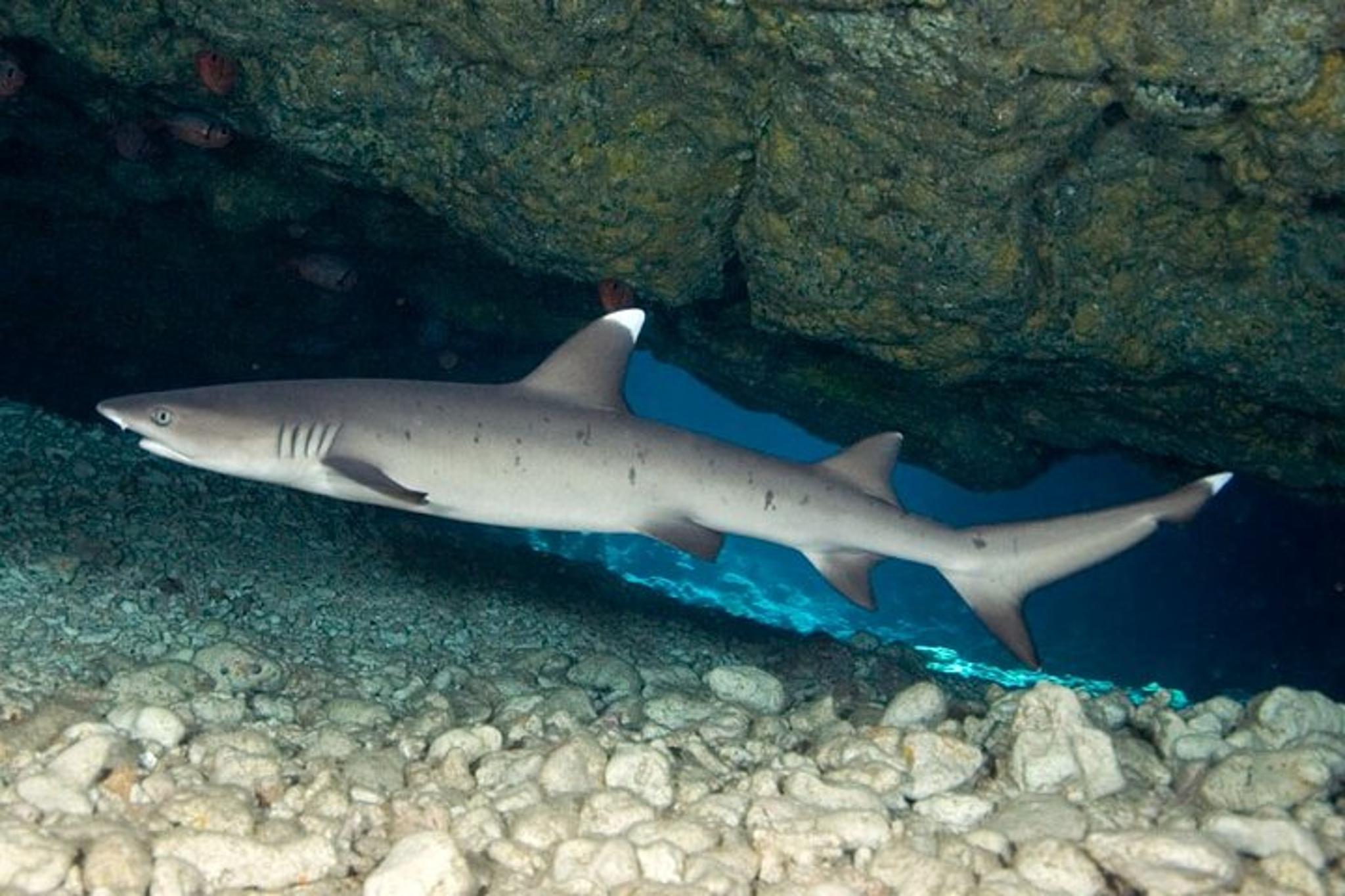 Kona Scuba Dive Boat Trip - Image 4